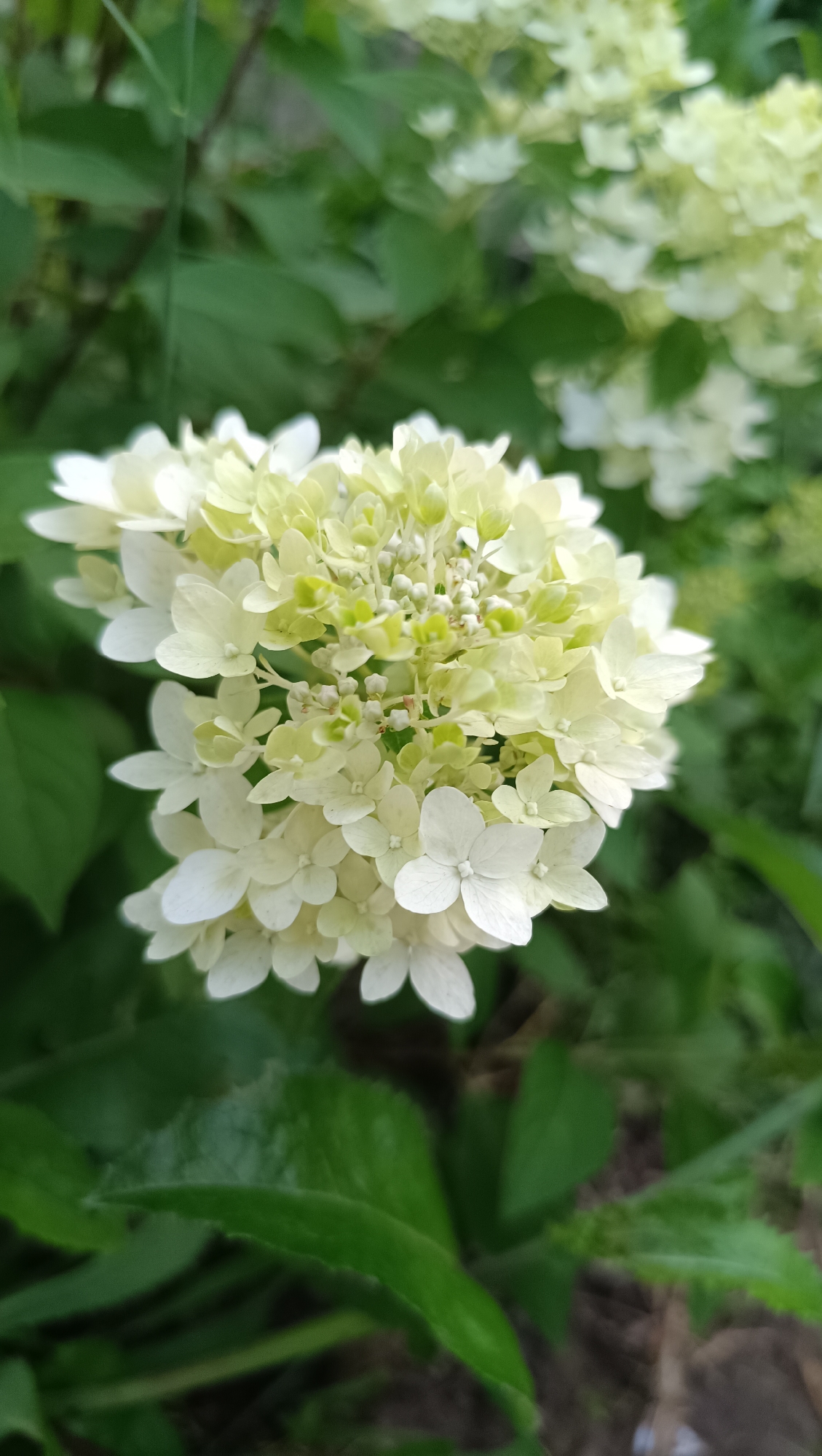 This is a close-up photograph of a cluster of white hydrangeas in bloom. The flowers are a mix of white and pale green, with small, delicate petals. The main cluster is in sharp focus, while the background is softly blurred, featuring more hydrangeas and lush green foliage. The lighting suggests it might be daytime, possibly overcast, as there are no harsh shadows. The overall impression is one of natural beauty and tranquility. The setting appears to be an outdoor garden or natural landscape, consistent with a location like Karsha, Russia, known for its natural scenery. No people or text are visible in the image.