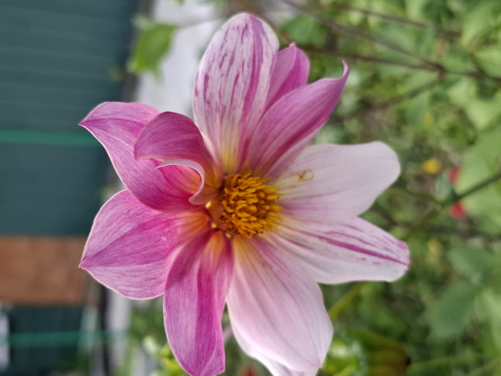 A close-up shot showcases a vibrant pink and white dahlia flower in full bloom, positioned centrally against a softly blurred background of greenery and fencing. The dahlia's petals display a gradient of color, transitioning from a deep fuchsia at the center to a soft pink and white at the edges, with subtle pink stripes accenting the lighter petals. The flower's center is a rich yellow, composed of numerous small florets. The background includes elements of a garden or outdoor setting, with blurred green foliage, thin stems, and a hint of a weathered wooden fence and a darker green vertical structure in the upper portion of the image. The lighting suggests an outdoor environment, possibly during the daytime, with the light illuminating the delicate texture of the petals.