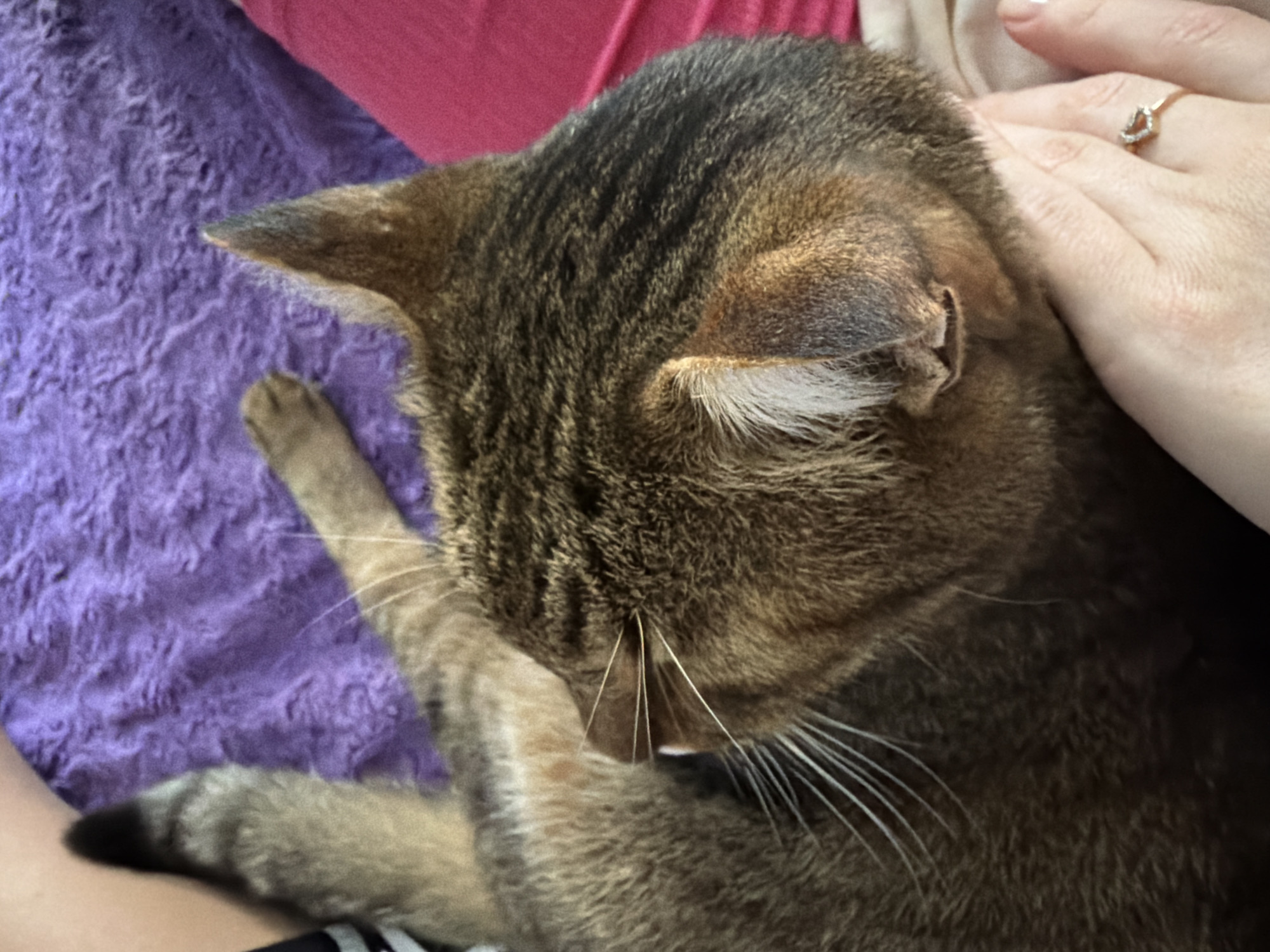 In Mali Kosharyshcha, Ukraine, a close-up, overhead shot captures a tabby cat resting on a textured purple surface. The cat's head is turned away from the camera, revealing its striped fur and prominent white whiskers. A person's hand, adorned with a heart-shaped ring, gently supports the cat's head. The background includes a blurry pink fabric.