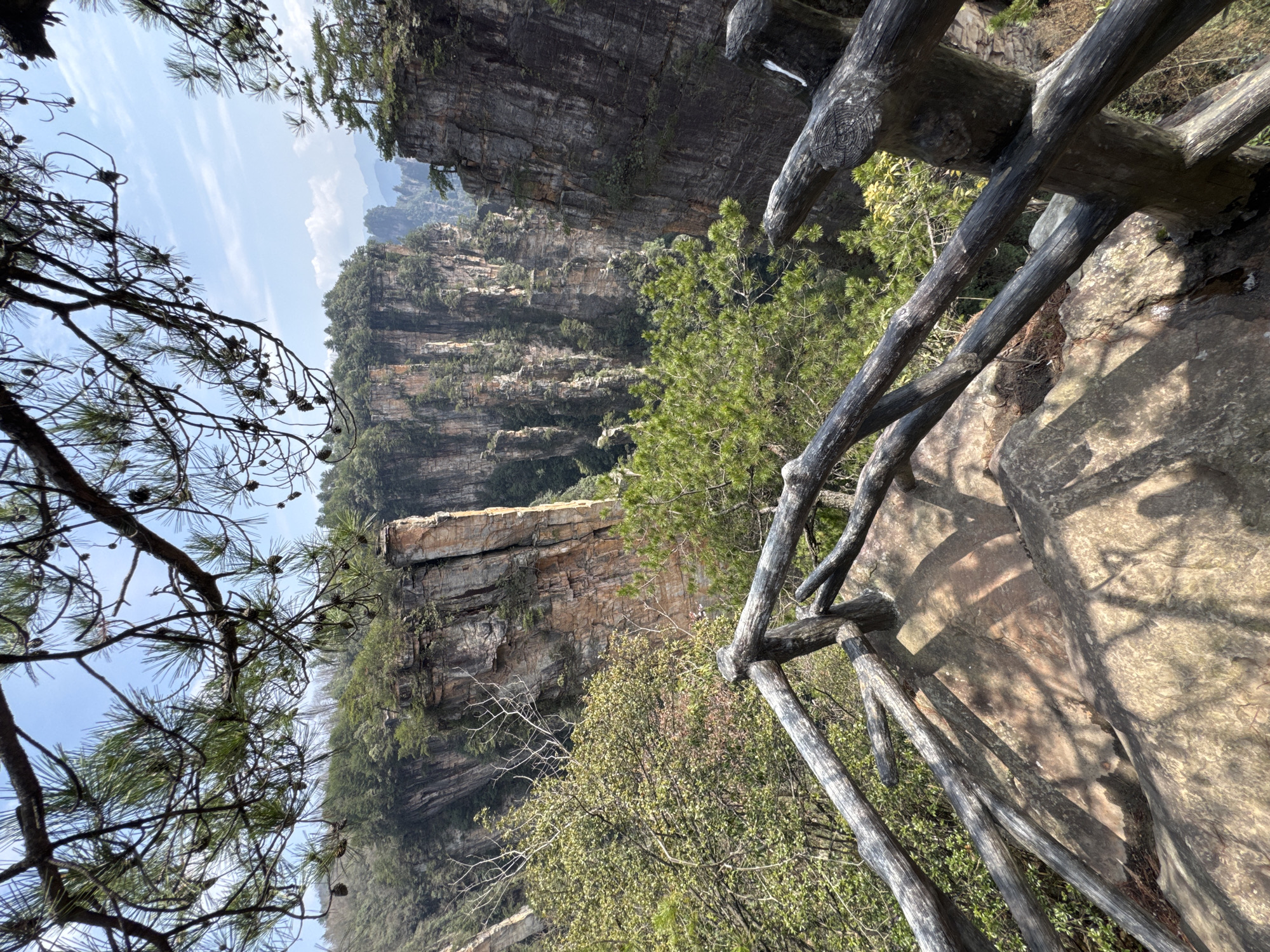 The image presents a view within the Wulingyuan Scenic Area of Zhangjiajie National Forest Park in Wulingyuan, China. The central subject is a deep valley flanked by numerous towering, vertical sandstone pillars, characteristic of a karst landscape. These pillars exhibit varying shades of grey, tan, and reddish-brown rock, densely covered with green foliage, including deciduous and evergreen trees, particularly on their flat tops and along ledges. The sky above is clear blue with sparse, wispy white clouds.
In the immediate foreground, a rustic, weathered wooden railing, constructed from rough, dark-toned logs and branches, forms a protective barrier. This railing is positioned on an uneven, rocky ground surface displaying mottled tones of tan and light brown. Sunlight illuminates the scene from the right, casting distinct, elongated shadows from the railing and overhead branches onto the rocky platform. Overhead, branches from a pine tree, complete with green needles and small cones, extend into the top of the frame, partially obscuring the sky. Other green and bare tree branches are visible around the railing and across the midground. No individuals, animals, or specific actions are observed within the frame.