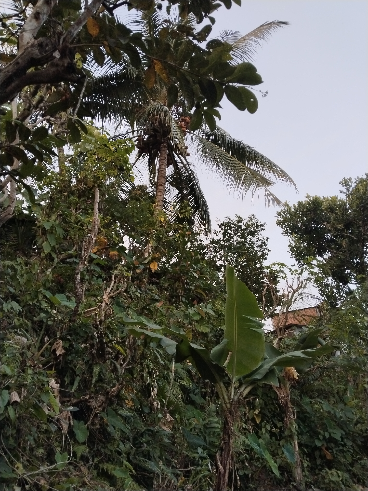The image depicts a densely vegetated hillside, likely in a rural or semi-rural area given the presence of a coconut palm and banana plants. The foliage is lush and varied, with large leaves and thinner, frond-like branches. In the background, a small portion of a building with a terracotta-colored roof is visible, suggesting proximity to human habitation. The sky is overcast with a pale, diffused light. The overall impression is one of a tropical environment. The provided context indicates this scene is located in Karangturi, Indonesia, which aligns with the visual characteristics of a tropical climate and the types of vegetation present. There are no people or animals visible in the image.