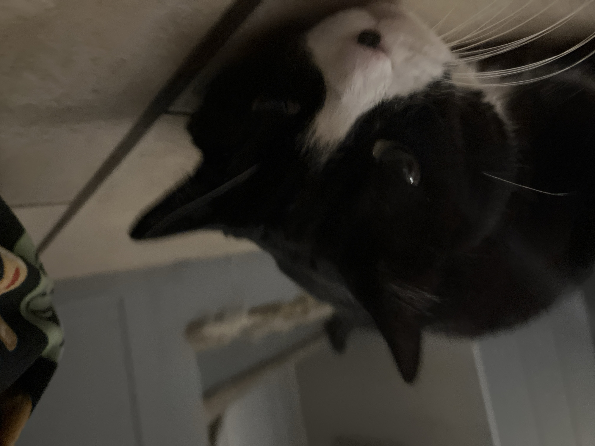A low-angle close-up photograph shows a black and white cat. The cat's head is primarily white around the nose and mouth, while the rest of its body is black. Its whiskers are white and prominent. Part of a wall and a shelf are visible in the background. The location is unspecified.