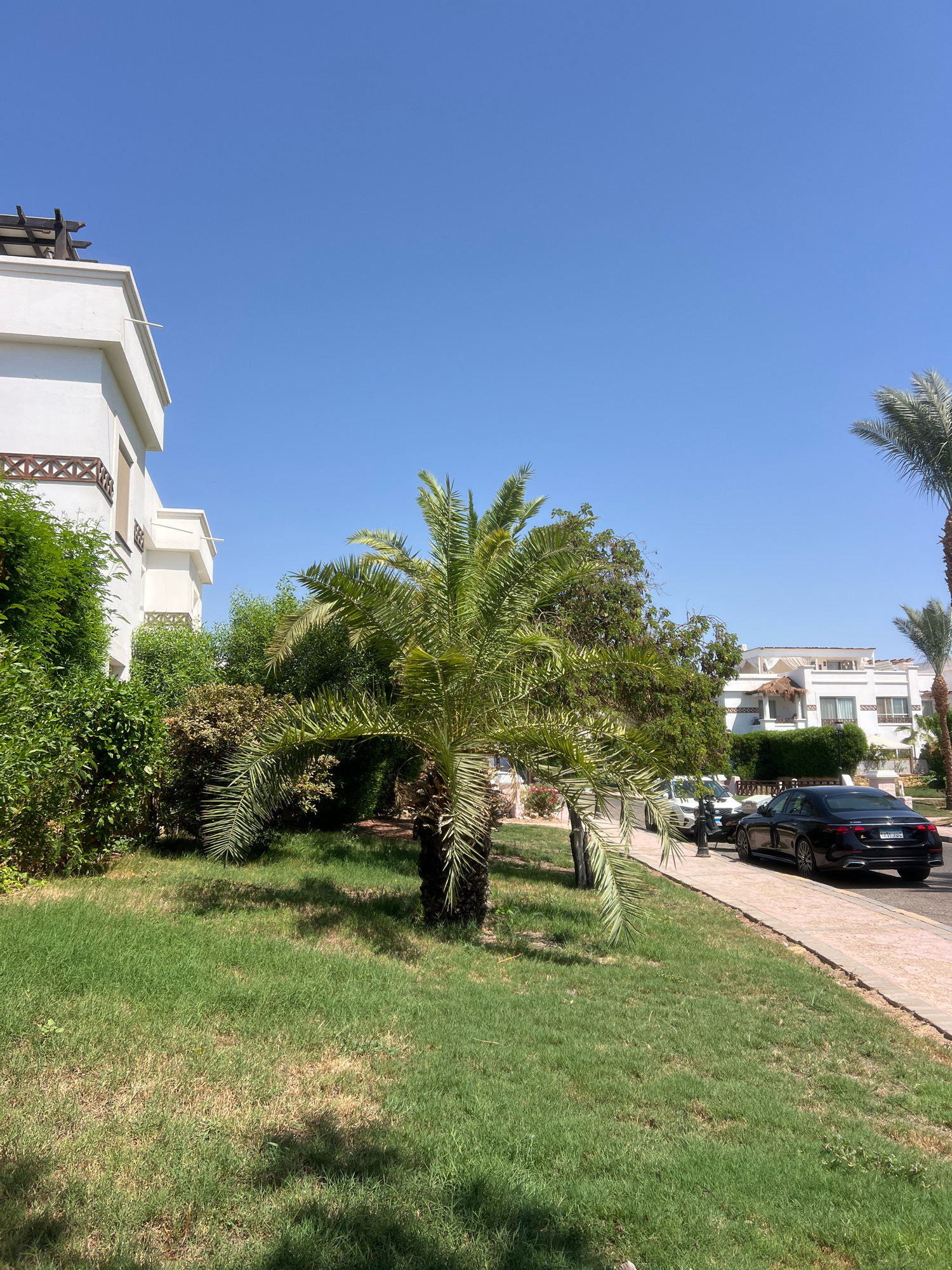 A street scene in Sharm El Sheikh, Egypt, features a black Mercedes-Benz sedan parked on the right side of the road, adjacent to a paved sidewalk. Lush green grass covers the median strip and the area in front of a modern white building on the left. Several palm trees are visible, including a prominent one in the foreground. The sky is clear and blue, indicating sunny weather. The building on the left has a white facade with dark decorative elements. Further down the street, more white buildings with similar architectural styles are visible, along with other parked vehicles. The overall impression is one of a well-maintained, resort-like environment.