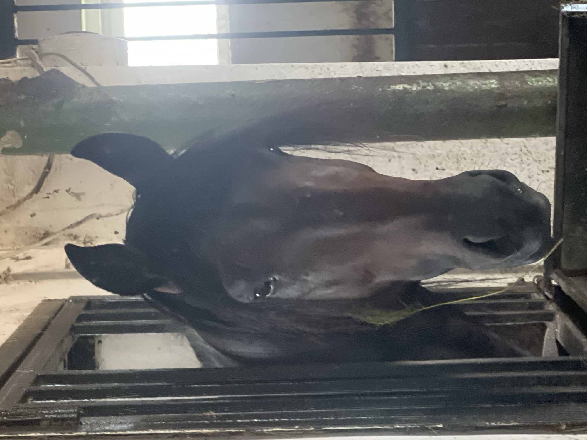 A close-up, eye-level shot shows the head of a dark brown horse looking directly at the camera from a stable. The horse's ears are perked forward, and its mane is visible. A piece of yellow hay is draped over the horse's nose. The horse is positioned behind a dark, slatted barrier, likely part of its stall. To the right of the horse, a light-colored, textured wall is visible, with a vertical, rough-textured pillar in front of it. The background shows some windows with sunlight filtering through, suggesting an outdoor area or a well-lit stable. The overall environment appears to be rustic and functional, consistent with a stable. This scene is located in the city of Sorochinsk, Russia.