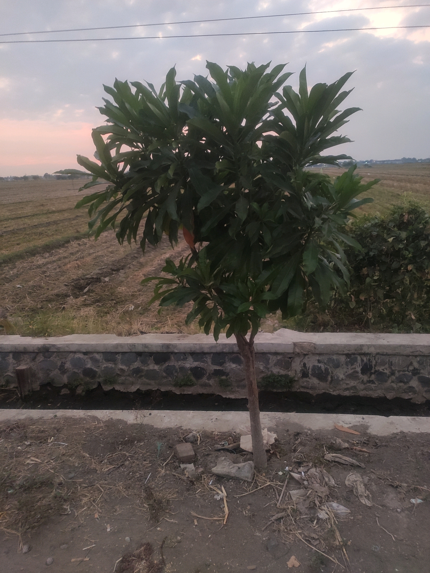 A solitary, young tree with broad green leaves stands in the foreground, its thin trunk rooted in dry, dusty soil littered with debris. Behind the tree, a low, grey stone wall with a concrete cap separates it from a narrow, dark ditch. Beyond the ditch, a field of dry, harvested crops stretches into the distance, with a line of darker green foliage visible on the right. The sky above is overcast with a pale, diffused light, suggesting either dawn or dusk. The scene appears to be in a rural or semi-rural area, potentially on the outskirts of Bongkot, Indonesia, given the landscape and agricultural fields. There are no people or animals visible in the frame.