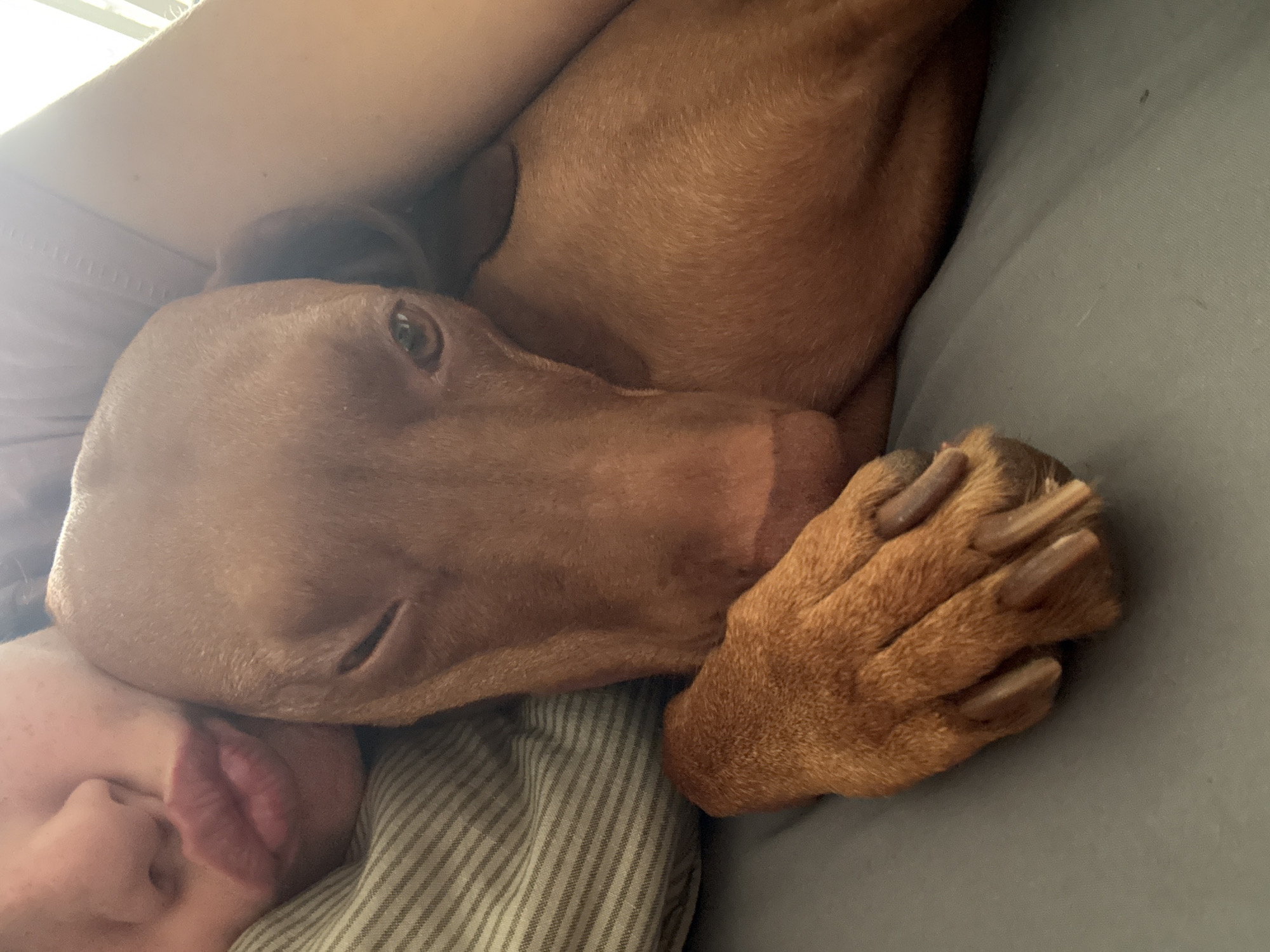 An intimate, close-up shot depicts a reddish-brown dog, likely a Vizsla, nestled closely with a human. The dog's head occupies the center-right of the frame, resting against a human's face and upper body. Its left eye is partially visible, looking upwards, while its muzzle is pressed against the human's cheek/chin area. The dog's front paw, featuring several long claws, is visible in the lower right, resting on a plain grey fabric surface, possibly a sofa or bed.
Part of a human's face, specifically the mouth, chin, and lower cheek, is visible in the lower-left corner of the image, appearing relaxed. The human seems to be lying down, possibly asleep or resting, with a striped fabric pillow or blanket beneath their head. Above the dog's head, part of a human arm or shoulder is visible, suggesting the dog is nestled into a person's embrace.
Bright, soft light emanates from the upper left, indicating daytime, possibly from a nearby window. The overall scene conveys a feeling of warmth, affection, and peaceful companionship between the dog and the human. The setting appears to be indoors. There is no visible text in the image.