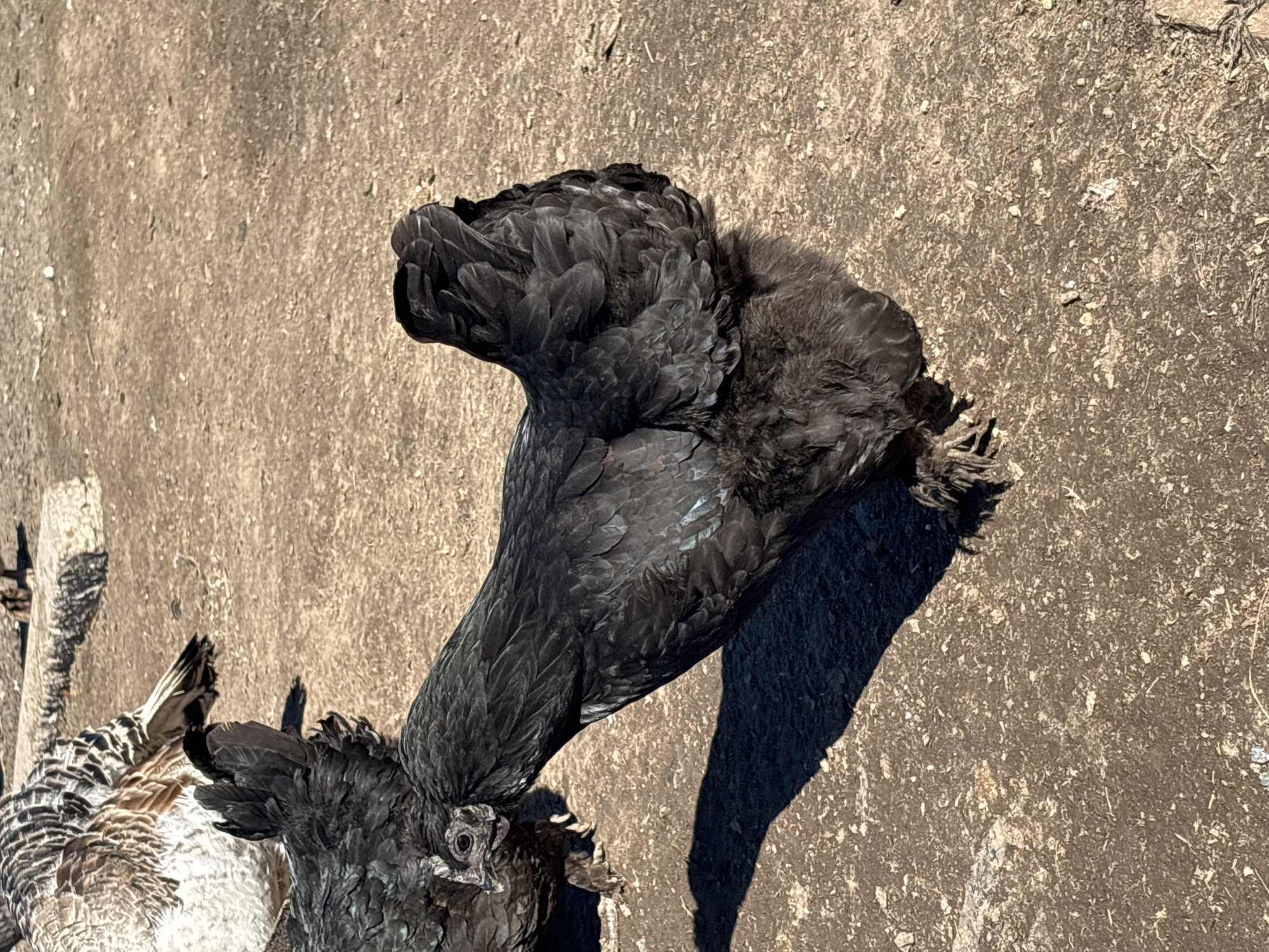 The image shows a ground-level view of two birds, likely chickens, on a dirt or gravel surface. One bird, predominately black, is in the foreground, and its head is close to the head of the second bird which is mostly brown and white. The black bird has dense, ruffled feathers. The ground is uneven with small bits of material scattered across it. The light is bright, casting a shadow from the black bird onto the ground. The location is specified as Koshelevichi, Russia.