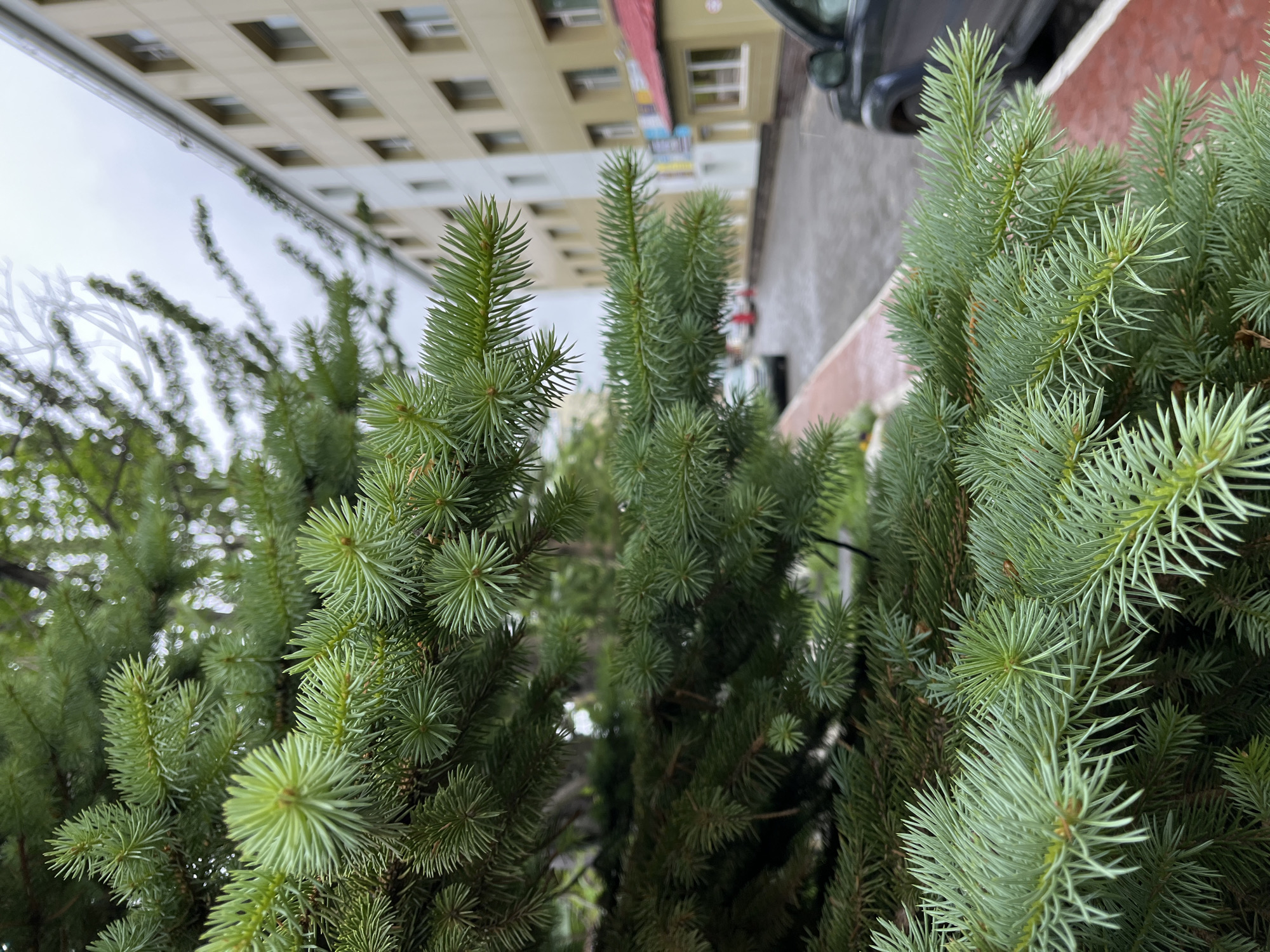 In Petropavlovsk-Kamchatsky, Russia, a close-up view of a fir tree's needles dominates the foreground, with lush green branches filling the left and center of the frame. The needles are finely detailed, exhibiting a soft, bluish-green hue. To the right and in the background, a building with a light-colored facade and multiple windows is visible, suggesting an urban environment. The sky appears overcast, hinting at cloudy weather. The street in front of the building is wet, indicating recent rain. A portion of a dark-colored car is visible on the right side of the image, parked along the wet street. The overall scene depicts a natural element, a fir tree, juxtaposed with urban architecture and infrastructure.