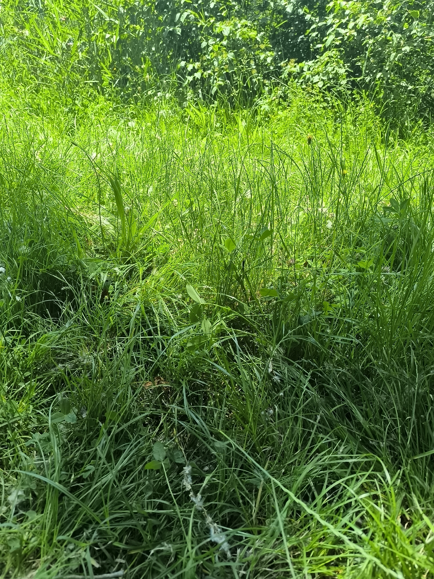 The image shows a patch of overgrown grass and other green vegetation. The grass is a vibrant green color, and it appears to be unkempt. The background is a dense collection of green foliage, suggesting a wooded or overgrown area. The composition is dominated by the varying textures and shades of green, with no specific objects or figures that can be identified. Location: Cannot determine from the image if in Chézenas, France.