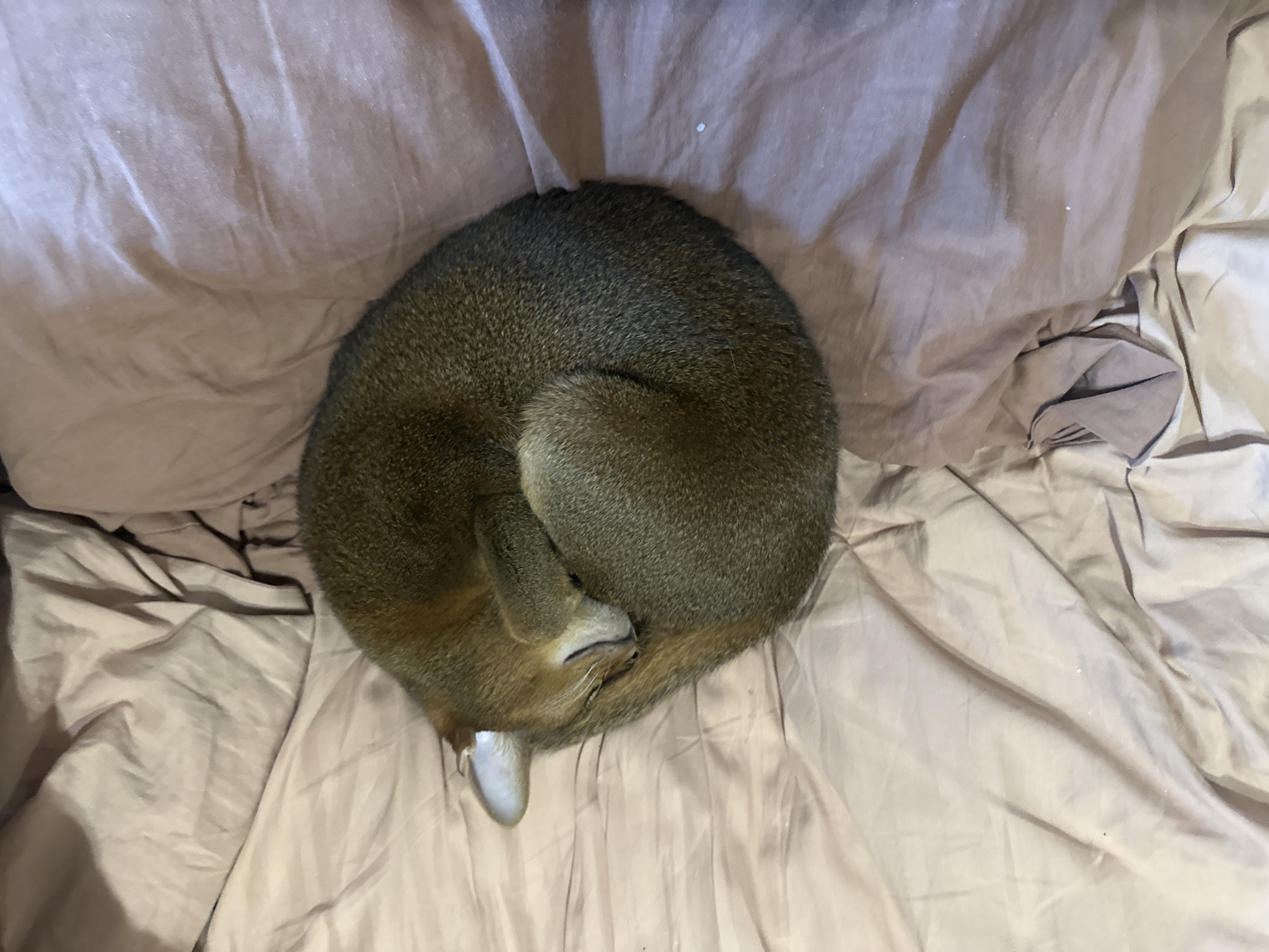 A cat is curled up in a ball on a bed with beige sheets. The cat is grey-brown with a white tail tip. The scene is indoors. No information indicates the image was taken in Moscow, Russia.
