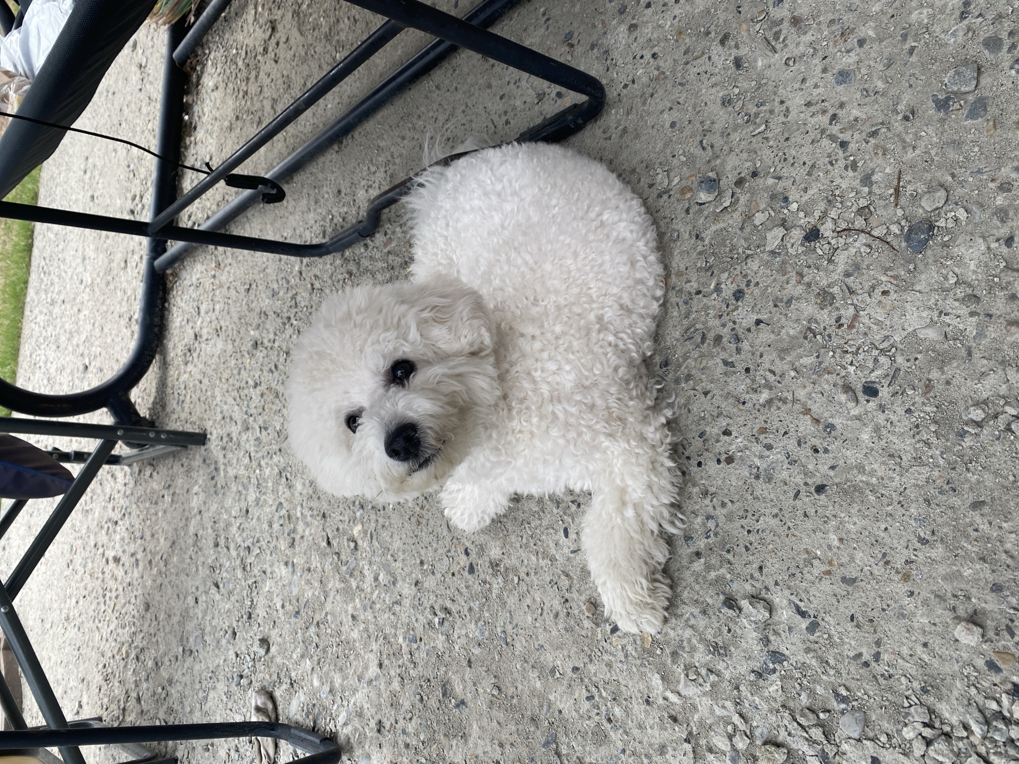 A white, fluffy dog lies on a concrete surface, possibly a patio or driveway. Part of a black metal folding chair is visible above and to the left of the dog. The concrete surface is mottled and uneven with small stones and pebbles embedded within it. The dog is looking directly at the camera with its head slightly cocked. No people are visible. There is no information in the image indicating the location of the photo.