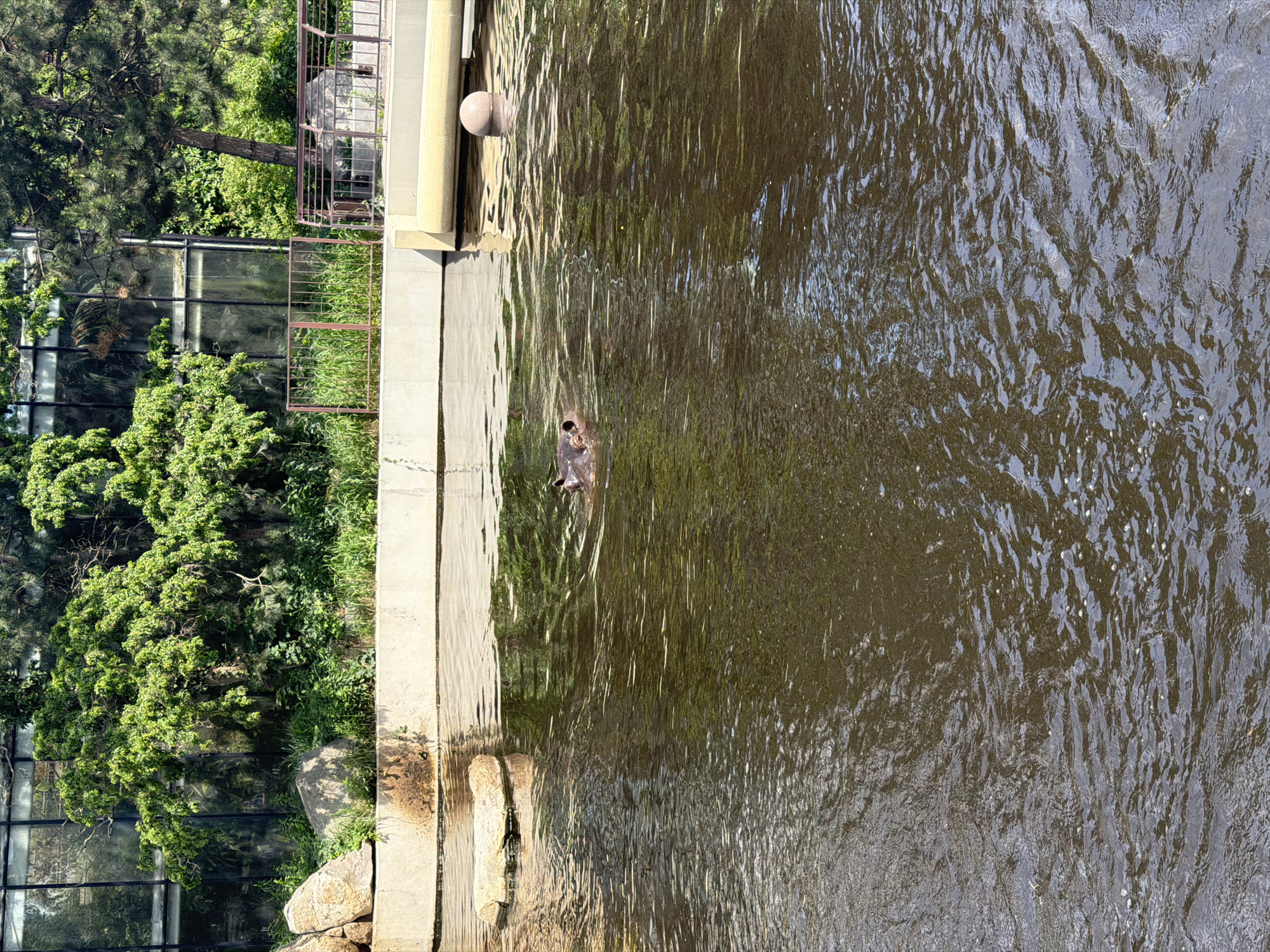 In an outdoor enclosure, a hippopotamus is partially submerged in a body of murky water, with its head and eyes visible above the surface. The hippopotamus is positioned to the left of the frame. Surrounding the water, a concrete barrier runs along the edge, topped with lush green foliage and trees. Behind the greenery, a large building with a glass facade is visible. A metal railing is situated on the top of the concrete barrier, extending towards the right side of the image. A spherical object rests on the water's surface to the right. The overall scene depicts a zoo exhibit.