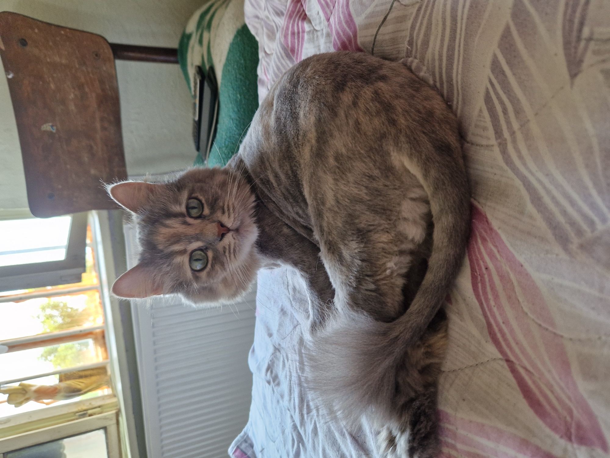 A grey and tan tortoiseshell cat is curled up on a bed with a patterned comforter. The cat is facing the camera with its head slightly tilted. Its eyes are green and its tail is curled around its body. In the background, a wooden chair is visible, as well as a window with a view of trees and sunlight. A radiator is also present under the window. The scene appears to be in a room in Raduvene, Bulgaria.