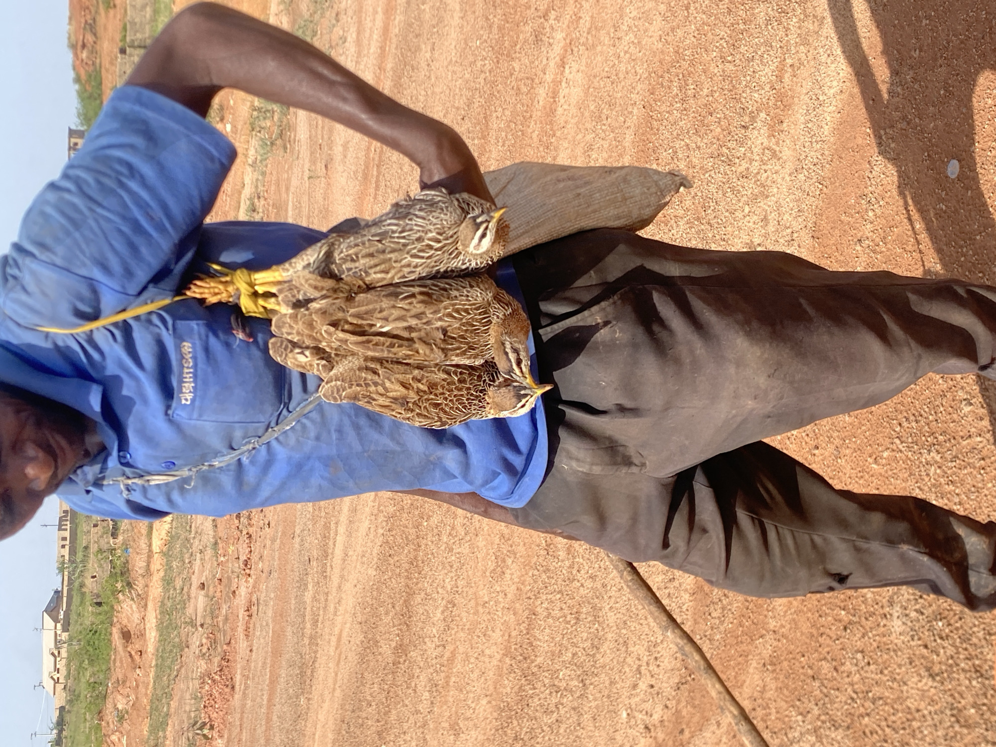 A man with dark skin, wearing a blue shirt and dark pants, is standing outside on reddish-brown soil. He has two brown birds tied together with yellow rope, slung over his shoulder. He is holding a sack with his left hand. In the background, there is a building and vegetation. The location is in the city of Unknown, Unknown.