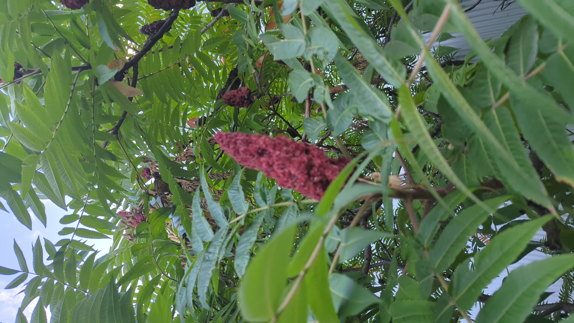 A low-angle, full shot captures a cluster of lush green leaves and branches of a tree against a bright blue sky. In the center of the frame, a dark red, conical-shaped inflorescence hangs prominently, its fuzzy texture and dense arrangement of tiny flowers drawing the eye. The leaves are compound, with multiple leaflets on each stem, and their edges appear serrated. The foliage is dense, obscuring parts of the sky and creating a layered effect. In the background, a white fence can be seen, suggesting an outdoor urban setting. The image was taken in Montreal, Canada.