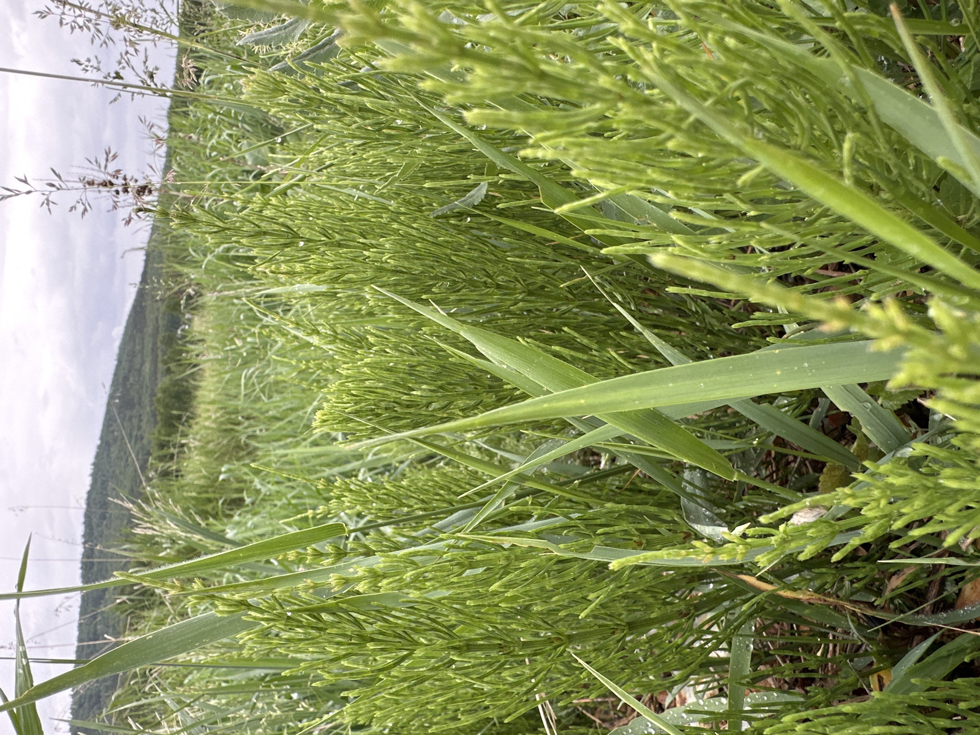 The image captures a close-up, low-angle perspective of dense green foliage in a natural outdoor environment. The foreground is filled with a variety of lush green plants, including prominent spiky, segmented stalks resembling horsetail, intermingled with broad-bladed grasses. Numerous small water droplets are visible on the leaves and stems, indicating either recent rain or morning dew.
Beyond the immediate vegetation, a rolling, forested hilly landscape stretches into the mid-ground. The sky above the distant hills is overcast, suggesting a cloudy day. The overall scene conveys a sense of wild, verdant growth in a possibly damp or moist area. There are no people, animals, or man-made objects present. No text is visible in the image. The time of day is daytime, under an overcast sky.