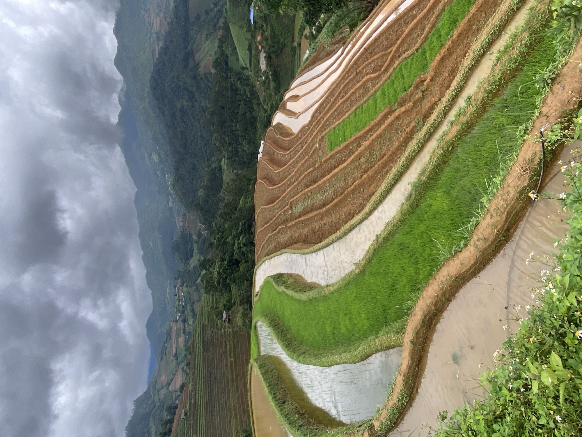This image depicts the terraced rice fields of Dế Xu Phình, Vietnam, under an overcast sky. In the foreground, winding rice paddies are visible; some are filled with reflective brown water, while others contain vibrant green rice seedlings or freshly tilled earth. Earthen berms delineate these terraces. Small white and yellow wildflowers grow on a grassy bank in the lower left. In the midground, more extensive rice terraces ascend the steep mountainsides. A solitary, dark-roofed hut is situated on a terrace in the mid-left. Beyond the cultivated areas, dense green forests cover the mountainous terrain. The background reveals multiple layers of mountains receding into the distance, partially obscured by the heavy, uniform gray cloud cover. Scattered distant structures, indicative of human settlement, are discernible in the valleys. No individuals are present in the visible scene.