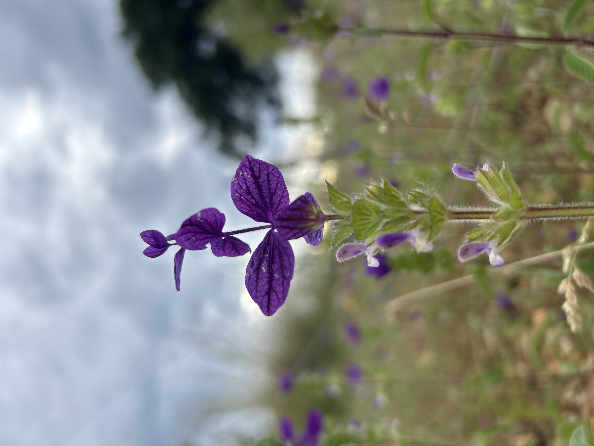 The image shows a close-up of a purple wildflower with veined petals and green buds against a blurred background of a cloudy sky and foliage. The flower is in sharp focus, while the background is out of focus. The flower is positioned in the center of the frame with the sky in the upper left corner and additional purple flowers in the background. There are no people visible in the image. Based on the location provided, the image was likely taken in a natural or semi-natural environment within the city of Alanya, Turkey.