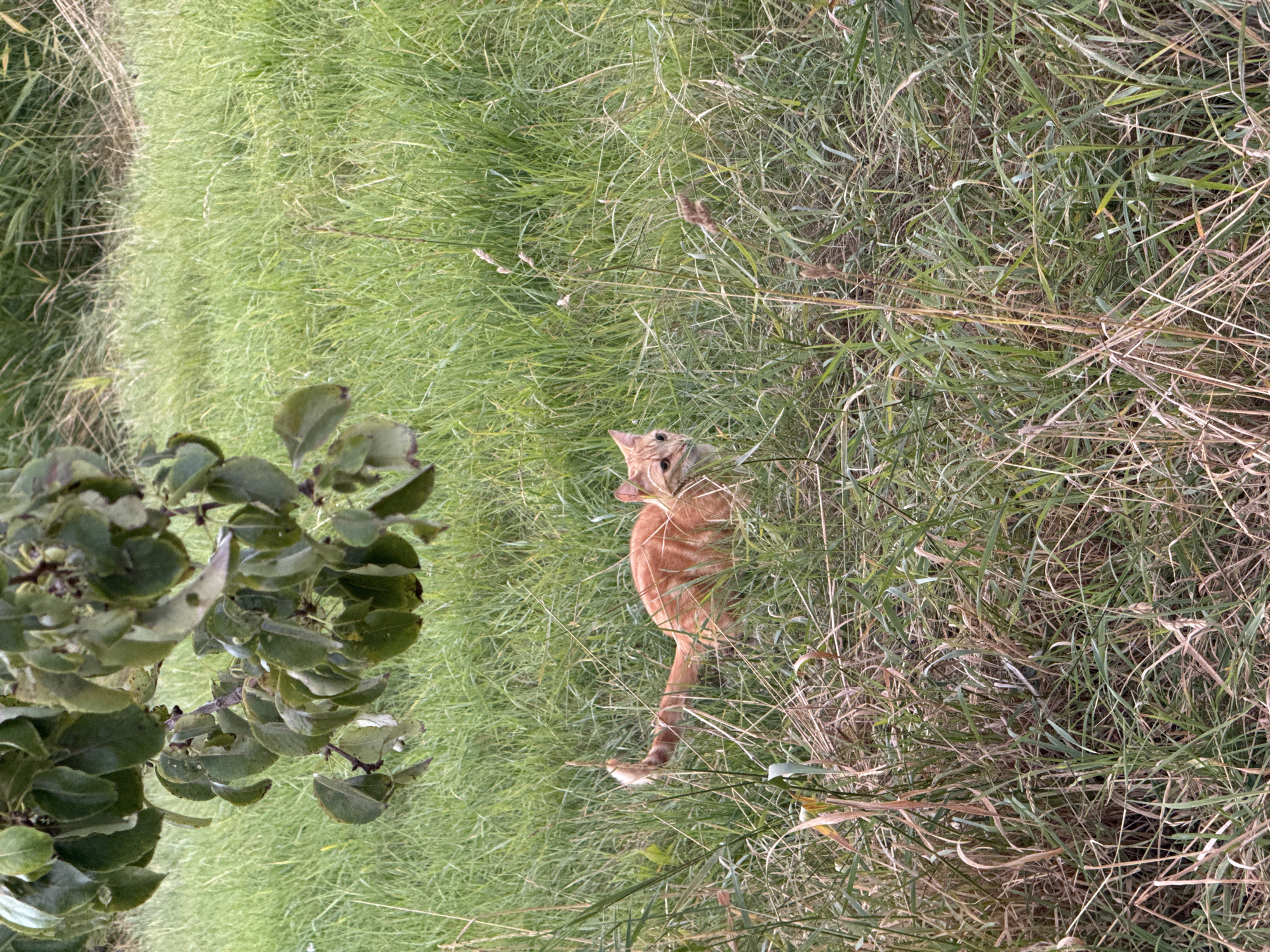A ginger tabby cat with white markings is partially visible in a grassy field. The cat is in a crouched position, with its body low to the ground and its tail curled up. It is looking towards the right side of the frame. The field is covered in a mix of green grass and dry straw. In the upper left corner of the image, there is a branch with green leaves hanging down. The scene appears to be in an outdoor, natural environment, likely a field or meadow in or around Pingjum, Netherlands, given the context. The lighting suggests it is daytime.