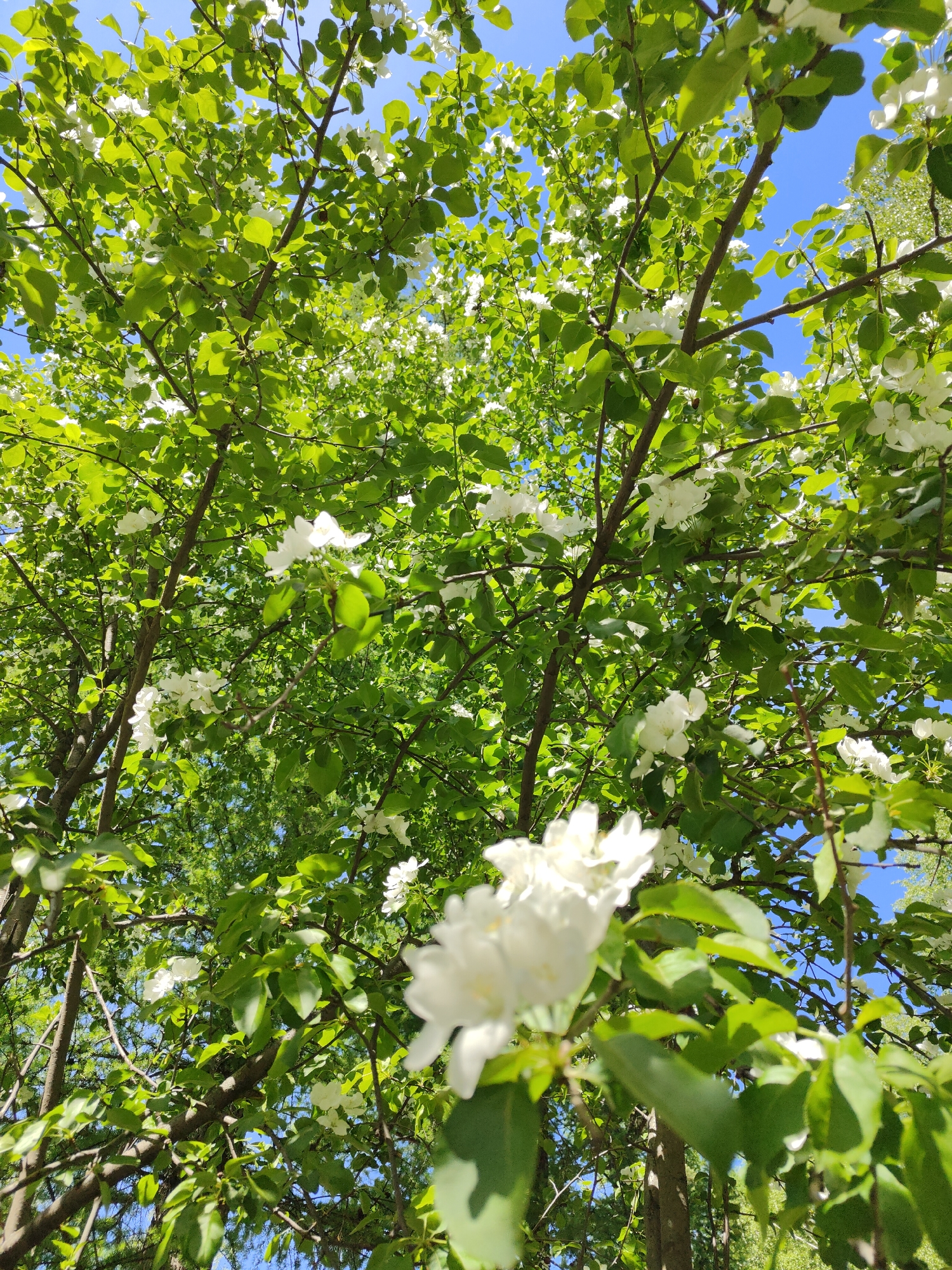 The image shows a view looking upwards through a tree canopy with green leaves and white blossoms against a bright blue sky. The perspective suggests the viewer is standing directly beneath the tree, looking up. The location is not specified, nor is the city of Unknown, Unknown confirmed.