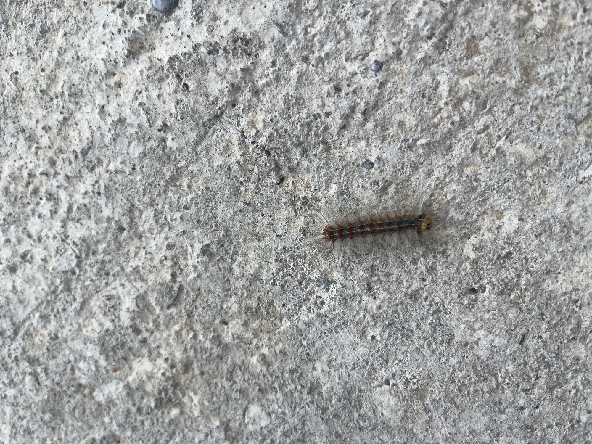 A fuzzy caterpillar with red and black markings crawls across a rough, grey concrete surface. The concrete appears to be part of an outdoor environment, possibly a sidewalk or wall, given its textured and weathered appearance. The lighting suggests it is daytime. There are no people or other discernible objects in the immediate vicinity. The image was taken in Surami, Georgia.