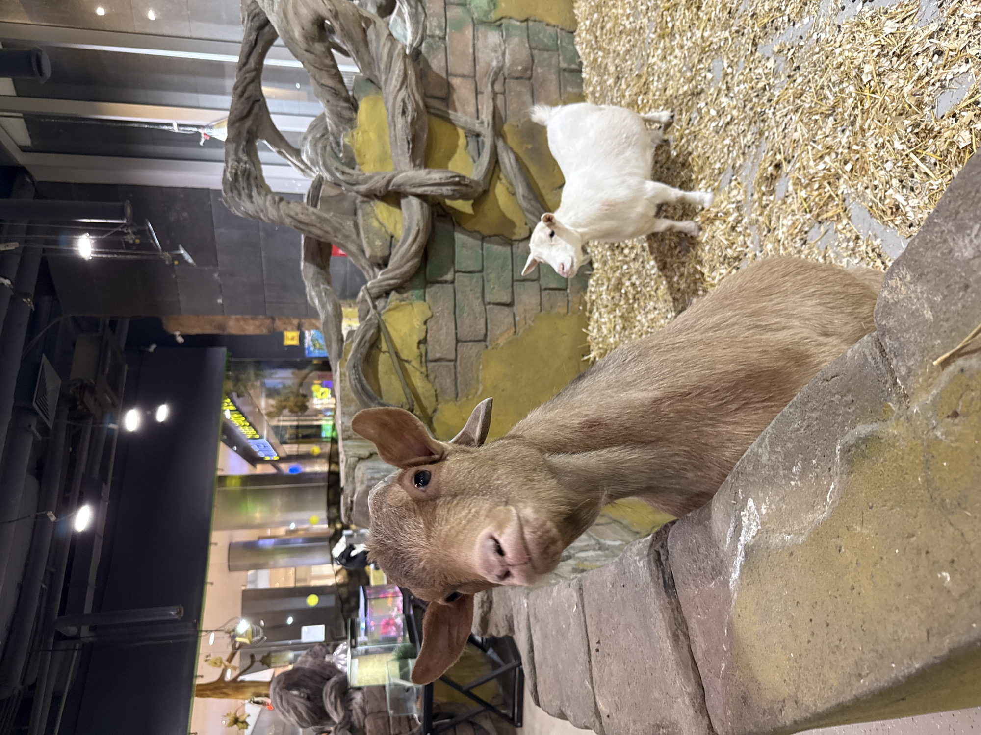 A photograph taken in a Moscow, Russia, shopping mall shows a close-up of a brown goat peering over a stone barrier. Behind the barrier is straw-covered ground, where a small white goat stands. A simulated rock structure and artificial tree roots form a backdrop. The photograph captures the interactive animal exhibit within the mall, with the shopping center's architecture, signs, and lighting visible in the background.