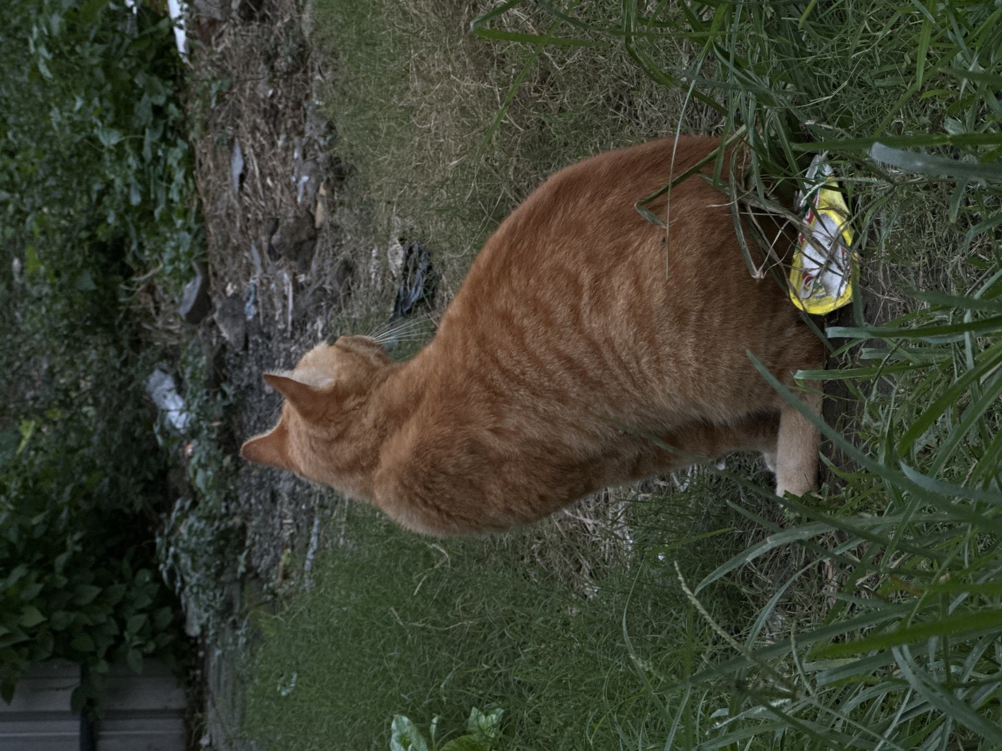An orange tabby cat is standing in tall grass near a trash pile. The trash includes a yellow and white wrapper. The location is possibly North Kuta, Indonesia.