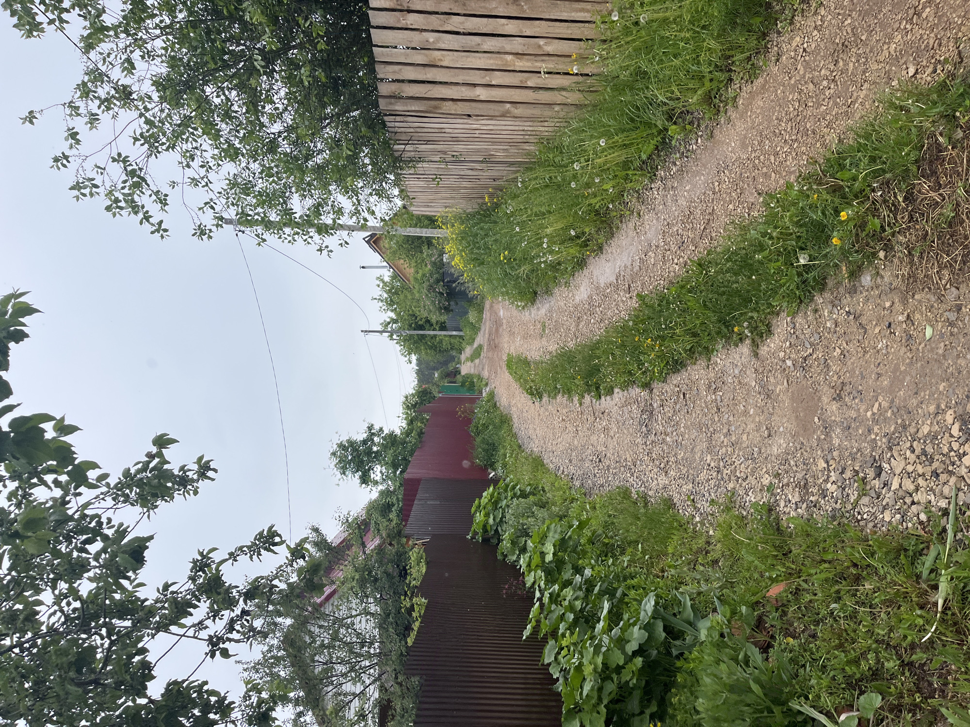 A narrow, unpaved gravel path, appearing slightly damp in places, stretches into the distance, leading through a rural or semi-rural landscape. The path is densely bordered on both sides by vibrant green vegetation, including tall grasses, weeds, and various plants, some adorned with small yellow flowers and white dandelion seed heads.
On the right side of the path, a weathered wooden plank fence runs along the edge, partially concealed by the abundant greenery. Further along this side, glimpses of a small, light-colored building with a dark roof are visible amidst trees. On the left side of the path, a dark red or brown corrugated metal fence is present, largely overgrown with dense green bushes and trees. A utility pole with wires is also visible on the left, closer to the foreground.
The sky above is uniformly overcast and light grey, indicating a cloudy day without direct sunlight. The scene depicts a static, quiet environment with no people or animals present, and no discernible activity taking place. The general atmosphere is one of rustic simplicity. There is no visible text within the image. The setting is in Chaikovsky, Russia.