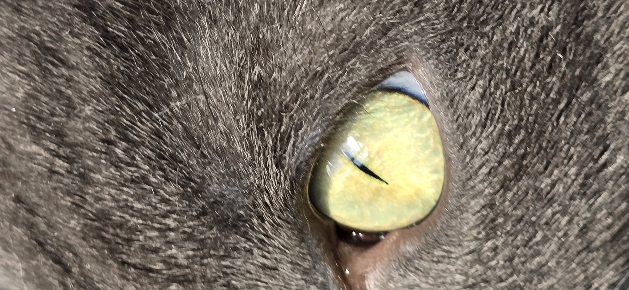 The image is a close-up, macro photograph of a cat's eye. The cat has gray fur surrounding the eye. The eye itself is a vibrant yellow-green, with a vertical black pupil. The iris shows intricate patterns and variations in color. The image is well-lit, highlighting the textures of the fur and the reflective quality of the eye. There is no information provided in the image or its context that would allow for an identification of the location within the city of Vratsa, Bulgaria.