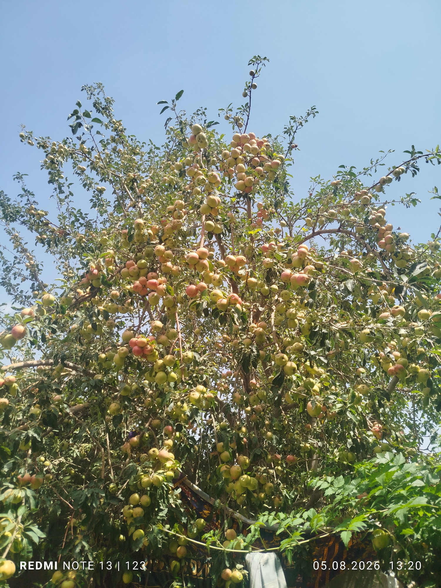 A low-angle, full-shot photograph captures an apple tree heavily laden with fruit against a clear blue sky. The tree's branches, obscured by lush green leaves and numerous apples, dominate the frame. The apples vary in color, with some appearing green and others showing hints of red and yellow, suggesting ripeness. The overall impression is one of abundance and a fruitful harvest. The image also contains a timestamp "05.08.2026 13:20" in the lower right corner and text "REDMI NOTE 13 | 123" in the lower left corner. The context of Kushkaki Mazor, Tajikistan is provided for the location.