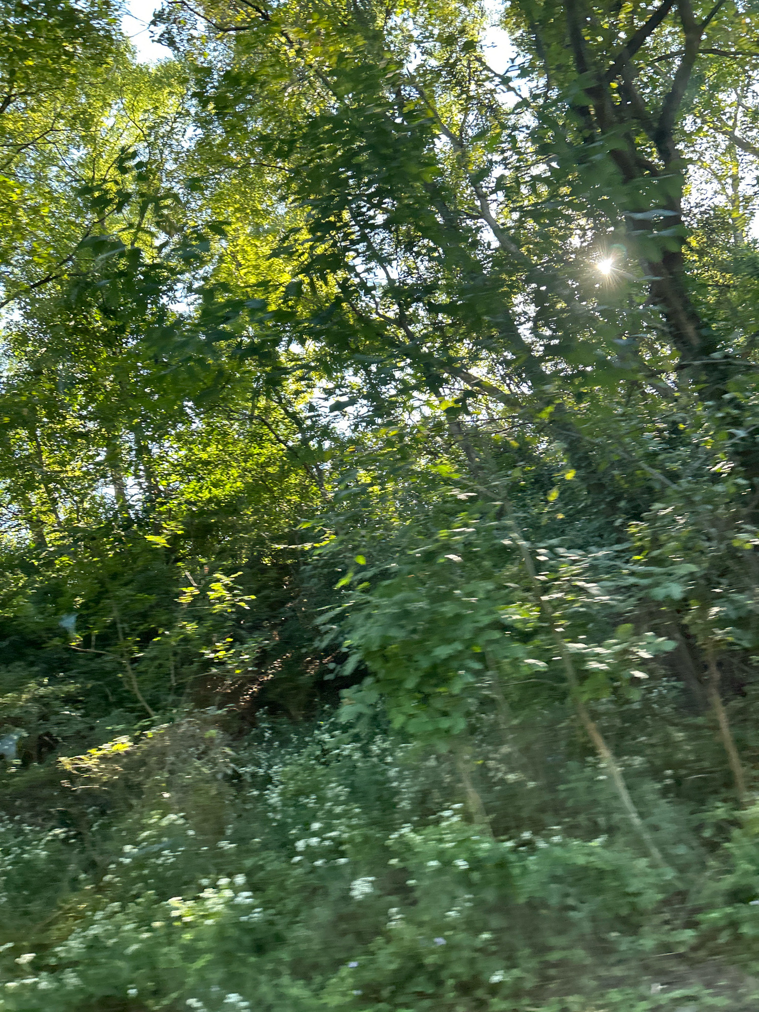 The image shows a sun-dappled forest with trees and undergrowth. The sun is visible through the leaves, casting rays of light. The scene appears to be in a natural setting, possibly a park or a wooded area. There are no people or man-made structures visible in the image. The overall impression is one of a peaceful and serene environment. The image is taken at an angle, suggesting motion, perhaps from a vehicle. The focus is on the foliage and the interplay of light and shadow.