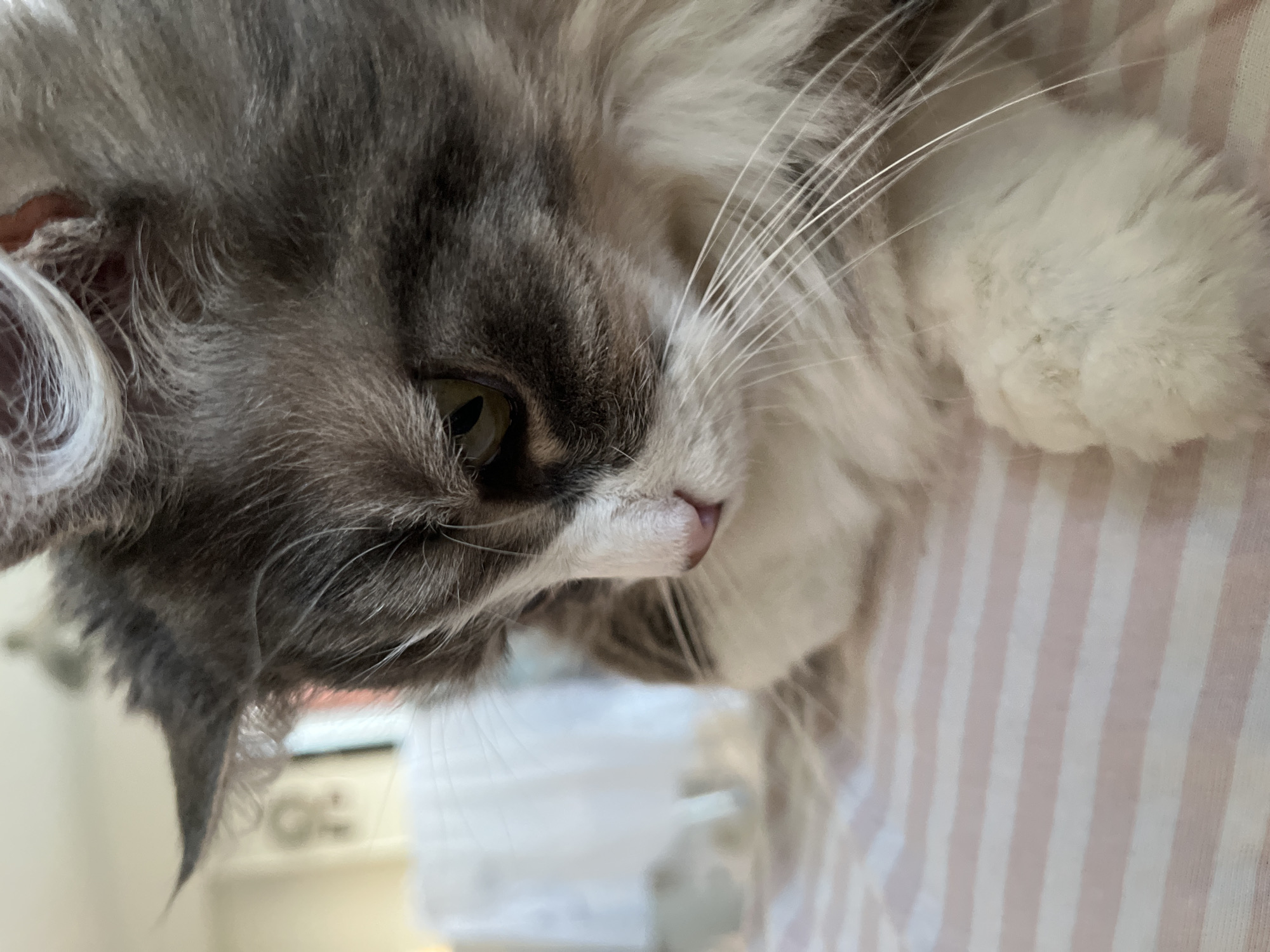A close-up shot shows a gray and white cat with long whiskers, its nose a pale pink. The cat's left eye is visible, with a yellow-green iris and a black pupil. The cat is resting on a surface with pink and white stripes. The location is Chambœuf, France.