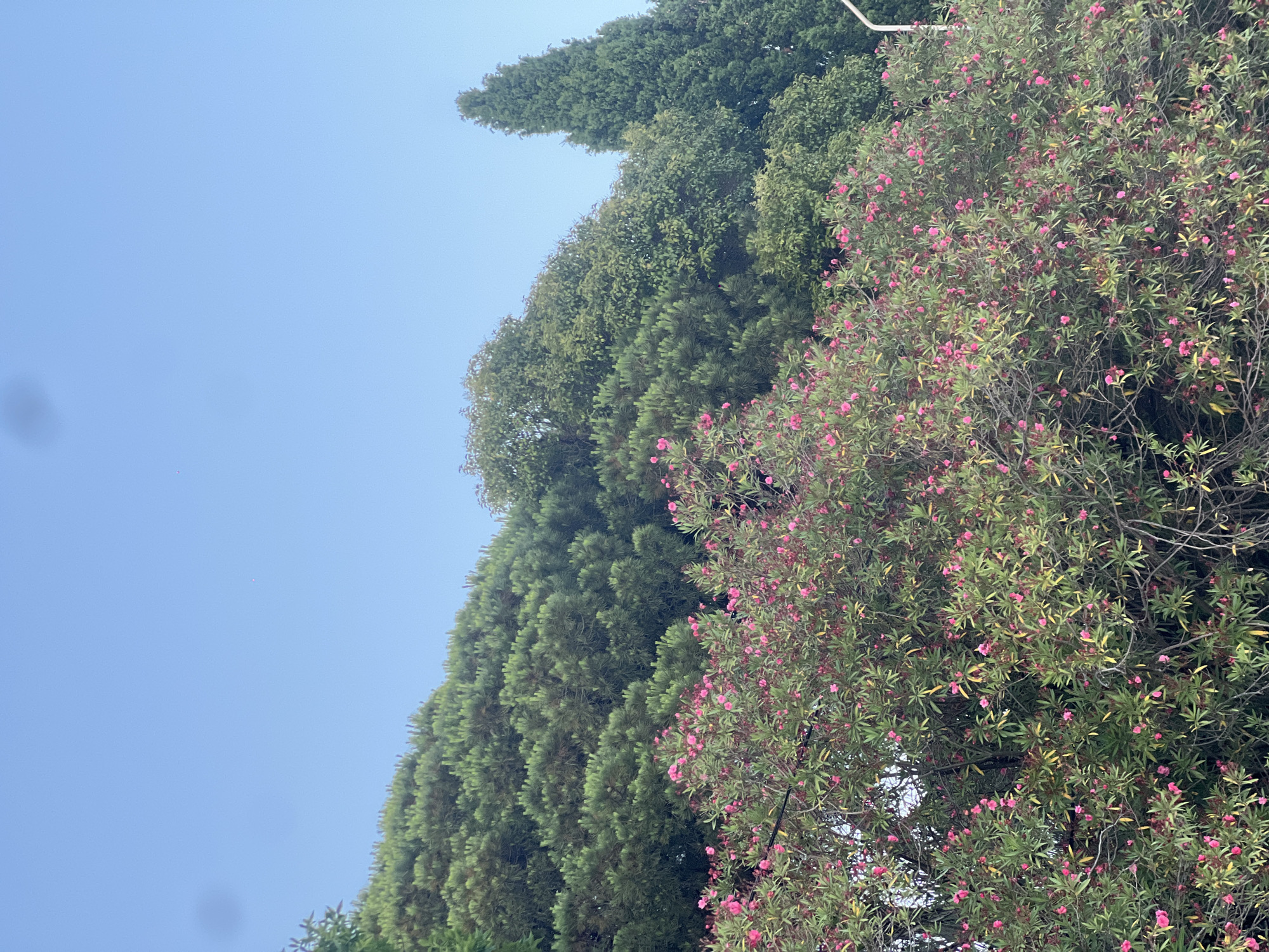 The media file shows a view of trees against a clear, light blue sky, oriented vertically. On the right side of the frame, a tree with abundant small pink flowers and green leaves dominates. To the left of this flowering tree, there are several tall, dark green coniferous trees with a dense, upright form. The lighting suggests it is daytime, likely with clear skies. The image appears to be a close-up view of vegetation, possibly in a garden or park setting. There are no people or objects clearly visible, only the natural elements of trees and sky.