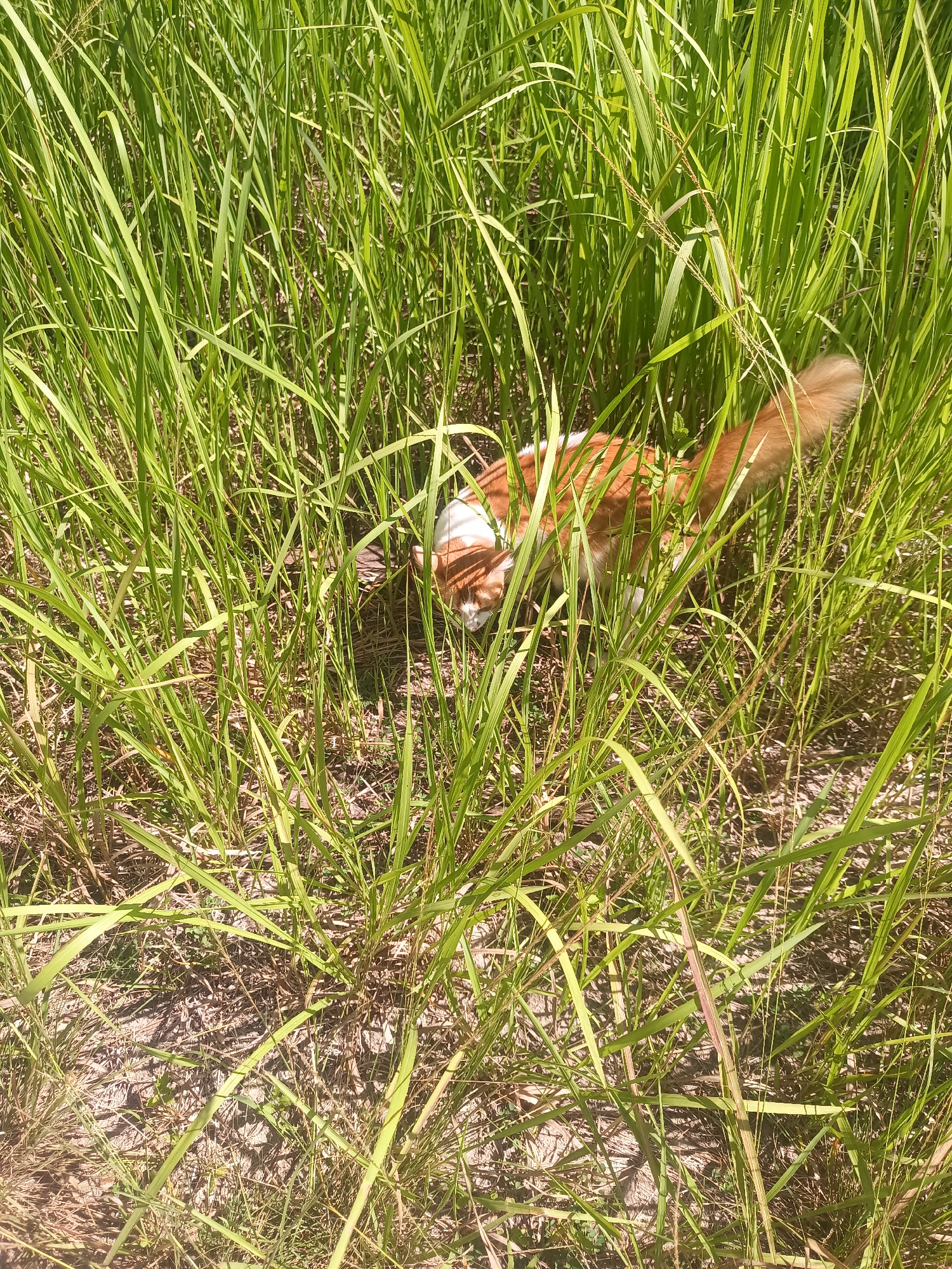 The image shows a ginger and white dog in tall, dense, green grass in an outdoor setting. The dog is mostly obscured by the grass, but its tail and head are visible. The location is Baan Thong Nang, Thailand.