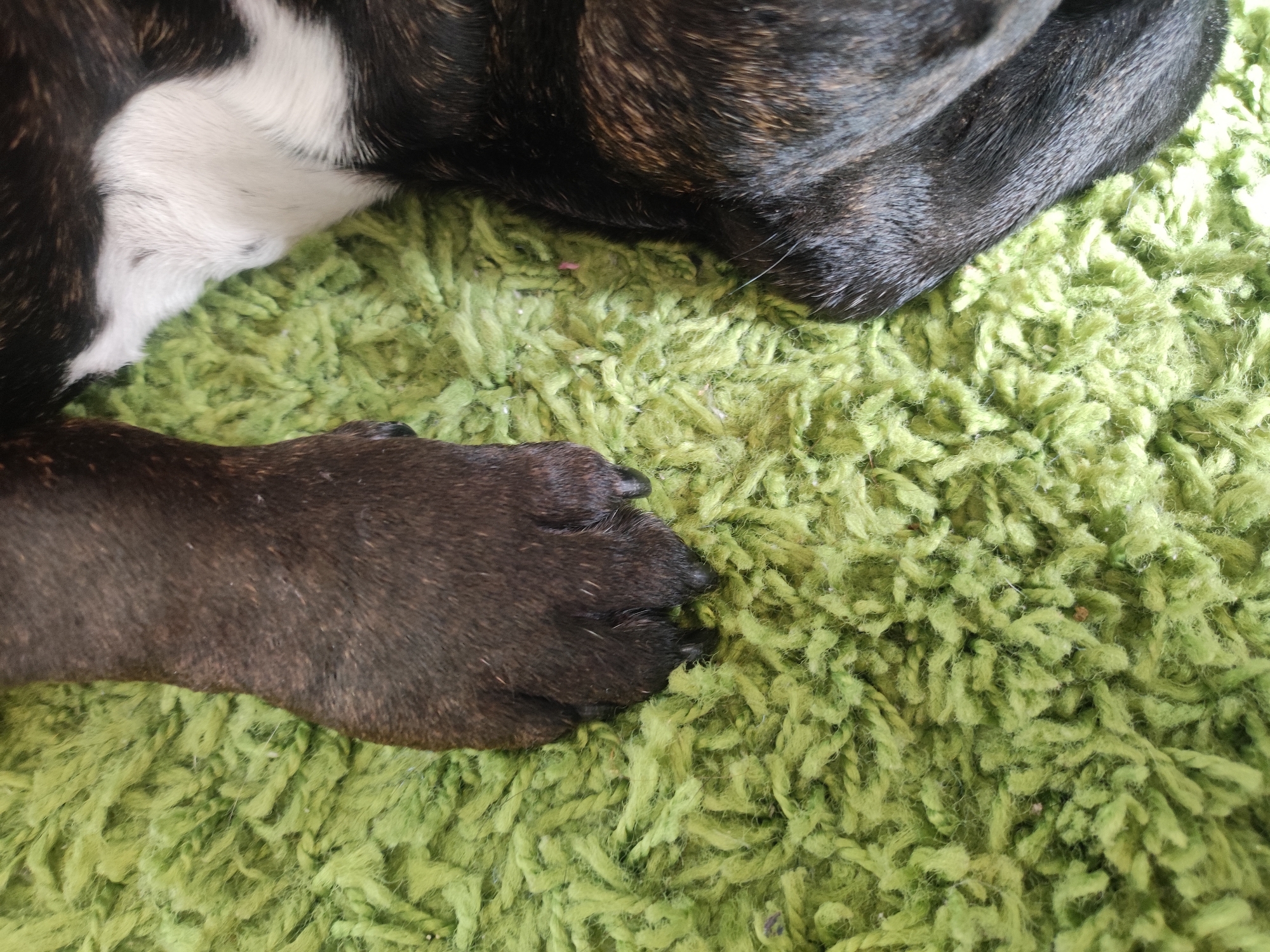 This is a close-up, overhead shot of a dog's dark brown paw resting on a shaggy, bright green rug. The dog's fur, visible in the upper portion of the image, is a mix of black and brindle stripes with a patch of white on its chest or shoulder. The rug appears to be a shag carpet with long, thick fibers. There are no people or any indication of the location within Burgoberbach, Germany. The image is a still life of a dog's paw on a rug.