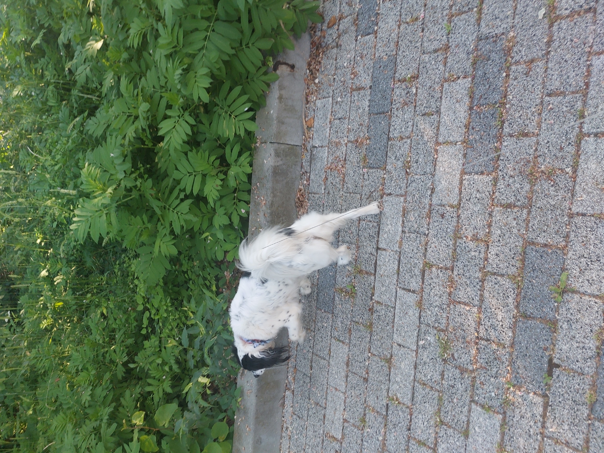 The image shows a white dog with black spots standing on a paved walkway. The dog has a black head and a blue collar. To the left of the walkway is a thick patch of green plants. The pavers are gray and rectangular. The scene appears to be outdoors. There is no evidence to confirm the location in the city of Tsarevo, Bulgaria.
