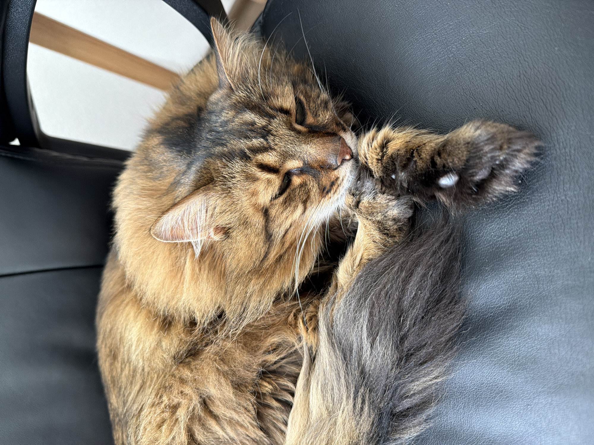 A long-haired tabby cat is sleeping curled up on a black leather office chair. The cat's fur is a mix of brown, black, and tan. Its eyes are closed and its paws are tucked underneath its head. The background is out of focus, but appears to be an indoor setting with a white wall and a wooden chair leg visible.