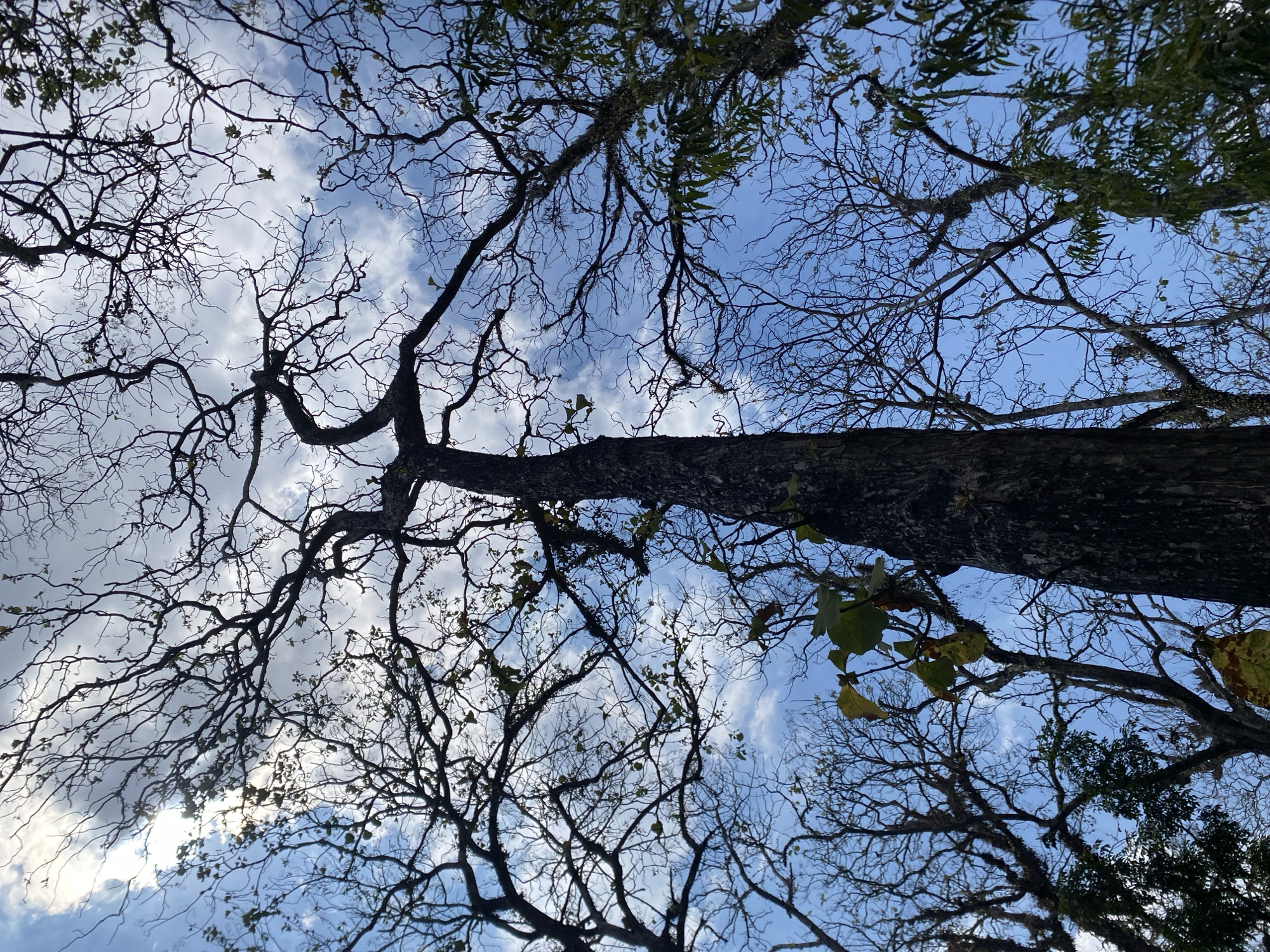 The image depicts a low-angle view of a cluster of trees, their bare branches silhouetted against a partly cloudy blue sky. The sky is a vibrant blue with scattered white clouds, some of which are brightly illuminated by the sun, suggesting it is daytime. The trees are predominantly deciduous, with many having lost their leaves, showcasing intricate networks of branches. Some of the branches are covered in moss or lichen, indicating a damp environment. A few leaves, mostly yellow and green, are still visible on some of the trees. The central focus is a tall, dark-barked tree, its trunk thick and textured, reaching upwards. To the right, a tree with some foliage is visible, its leaves a mix of green and brown. The overall impression is one of a natural, somewhat wild setting, possibly a forest edge or a park with mature trees. The image does not contain any people or signs of human activity, apart from the implied presence of a viewer. The location is stated to be in Ketileng, Indonesia, implying a tropical or subtropical climate that supports such tree growth.