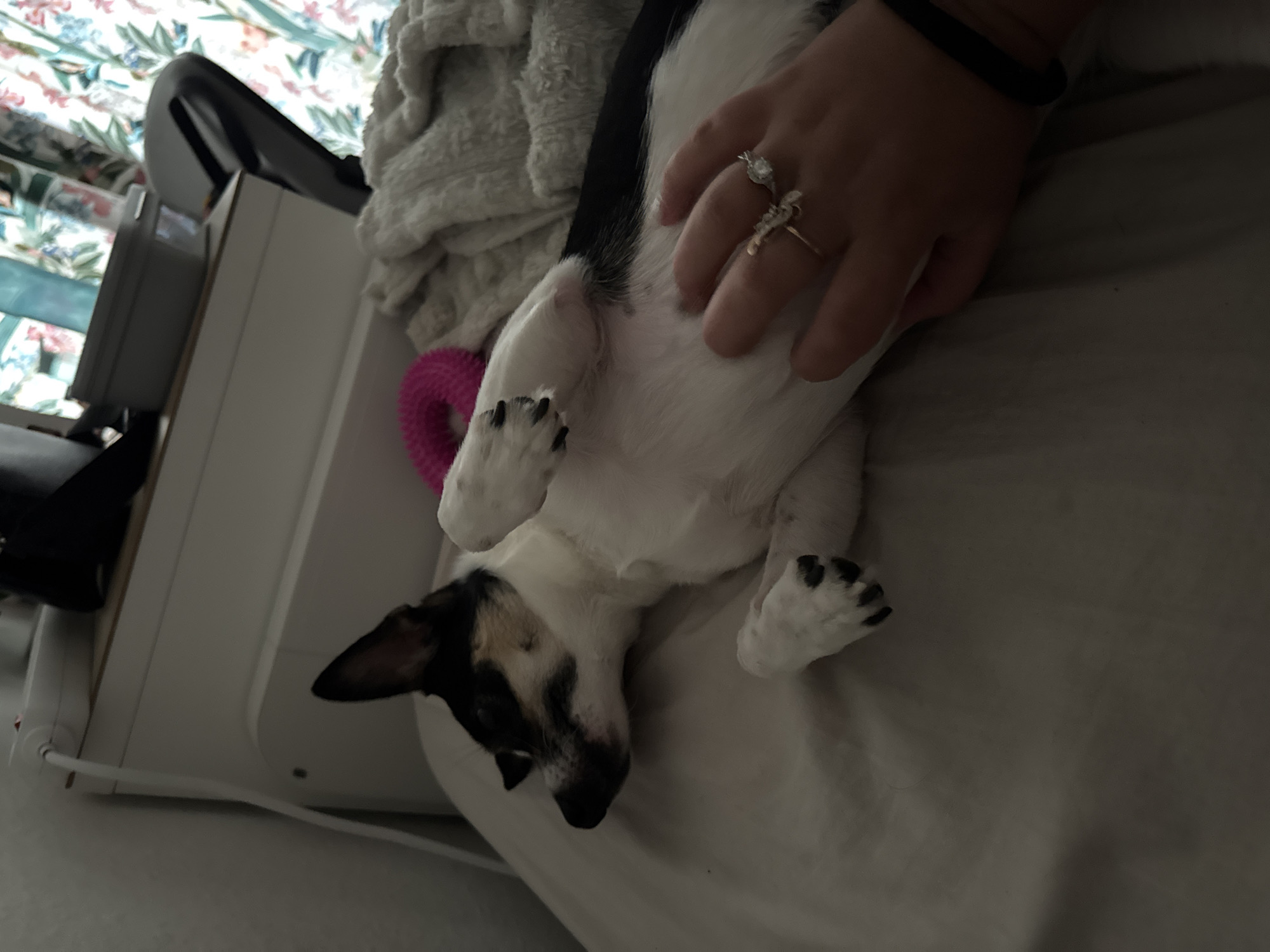 In a bedroom in Schopfheim, Germany, a black and white dog is lying on its back on a light-colored bed with a light grey blanket draped over it. The dog's front paws are raised in the air, and its eyes are closed. A hand with two rings on one finger is resting on the dog's belly. A pink dog toy is partially visible to the left of the dog. In the background, a white bedside table with a power strip and a charging cable is visible, along with a floral patterned curtain.
