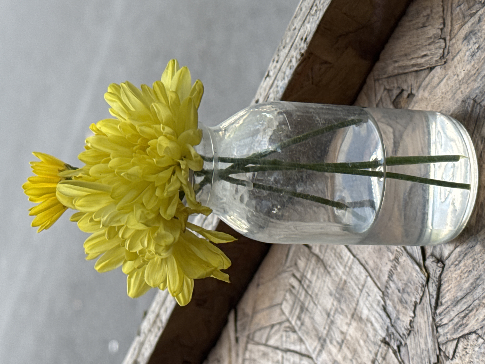 A small clear glass bottle rests horizontally on a weathered wooden surface, likely outdoors, with yellow flowers arranged in it. The bottle is partially filled with water, the water level creating a visible line. Several green stems are submerged in the water, supporting the flowers. The wooden surface has visible grain and a rough texture, suggesting it could be a table or a weathered plank. In the background, there is a blurry gray surface, potentially a wall or a muted outdoor backdrop. The image focuses on the contrast between the vibrant flowers, the clear glass, and the textured wood.
The location and city, North Kuta, Indonesia, have not been ascertained.