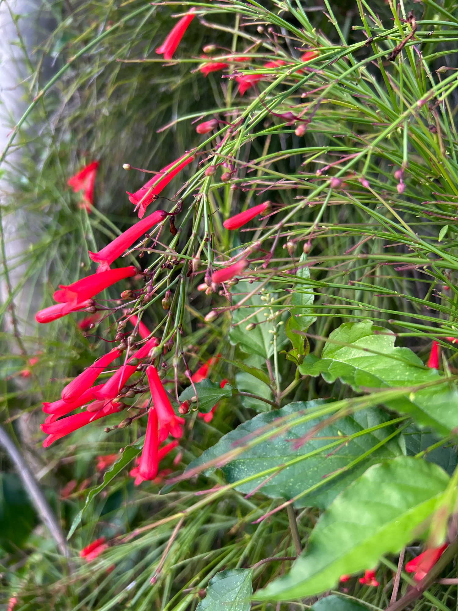 The image is a close-up shot of several bright red, tubular flowers blooming on thin green stems, surrounded by lush green foliage. Some of the flowers are fully open, revealing their delicate structures, while others are still in bud. The background is a blur of greens and grays, suggesting an outdoor environment. The lighting is soft, highlighting the vibrant color of the flowers. The scene appears to be a natural setting, possibly a garden or a park, within the city of Sabang, Indonesia, where such flowering plants are common. There are no people or animals visible in the image, and no specific actions or interactions are depicted. The overall impression is one of natural beauty and tranquility.