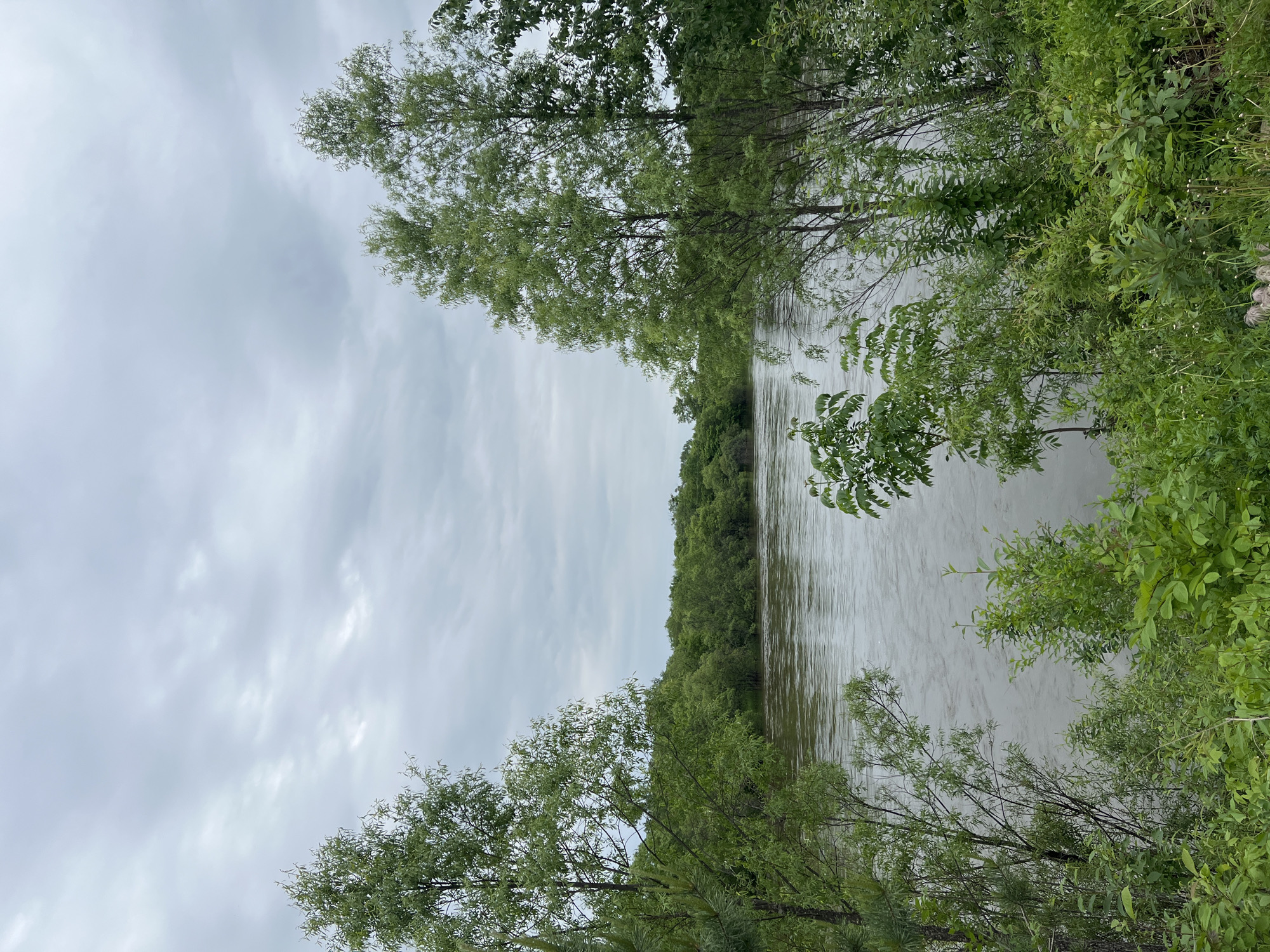 This media file captures a serene natural landscape featuring a wide river bordered by dense vegetation under an overcast sky. The image appears to be taken from a slightly elevated perspective, looking across the water.
**Subjects:** The primary subjects are the river, abundant green trees, and the cloudy sky. The river occupies the central portion of the frame, its surface reflecting the diffused light of the sky. Lush green trees and bushes line both banks of the river, forming dense walls of foliage. Several trees in the foreground, with slender trunks and light green leaves, partially frame the view of the river.
**Activity or event taking place:** No specific activity or event is taking place; the image depicts a tranquil, static natural scene.
**Notable details:**
* **Time of day:** Daytime, likely morning or afternoon, given the ambient light, but without direct sunlight.
* **Weather:** Overcast conditions are evident, with a sky full of soft, grey clouds. The light is diffused, creating a uniform, gentle illumination across the scene.
* **Location cues:** The dense riparian vegetation and the appearance of a wide, flowing body of water are consistent with a riverine environment. The provided context indicates this scene is in Khor, Russia.
* **Emotions:** The scene evokes a sense of peacefulness, calm, and natural beauty.
* **Visible text:** There is no visible text in the image.
The green foliage suggests either late spring or summer. The water appears calm, with subtle ripples visible on its surface. The overall impression is one of untouched wilderness.