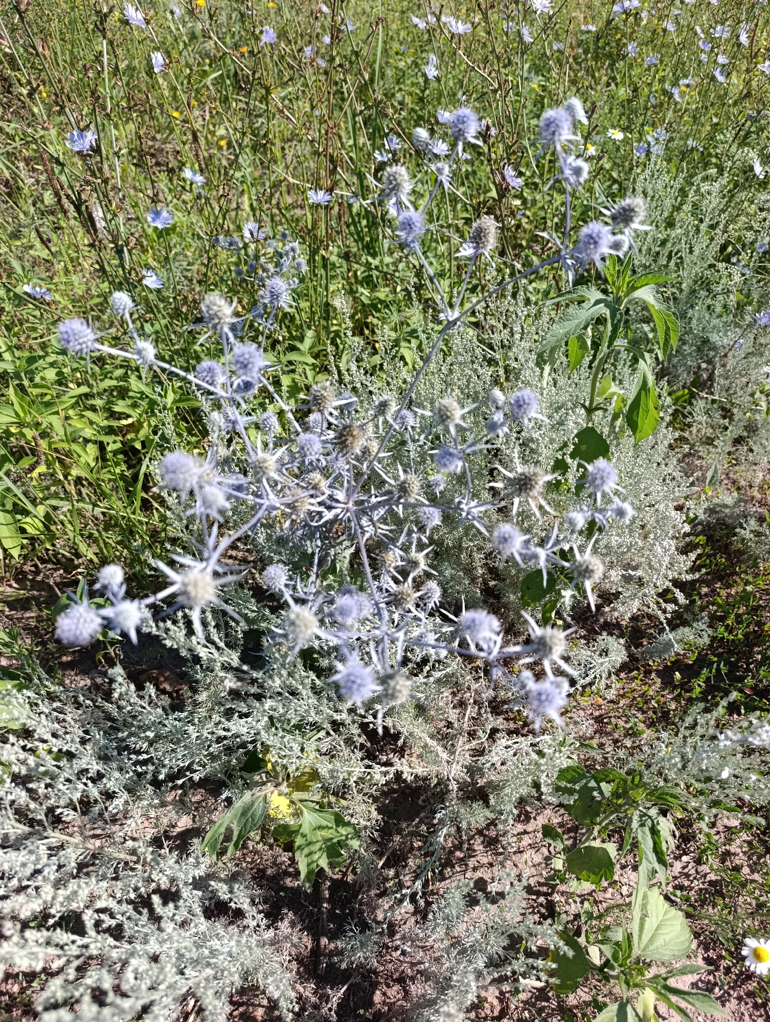 A sun-drenched outdoor scene in the city of Samorodovo, Russia, features a close-up view of a dense cluster of pale blue, spiky, thistle-like flowers. The blooms are clustered on thin, wiry stems, with some appearing fuzzy and others more defined with sharp petals. The surrounding foliage is a mix of greenery and silver-grey, feathery plants, creating a textured background. The ground is partially visible, showing dry soil with scattered dry leaves and sparse green growth. In the upper right corner, a small white daisy with a yellow center is visible. The overall impression is of a wild, untamed natural setting bathed in bright sunlight.