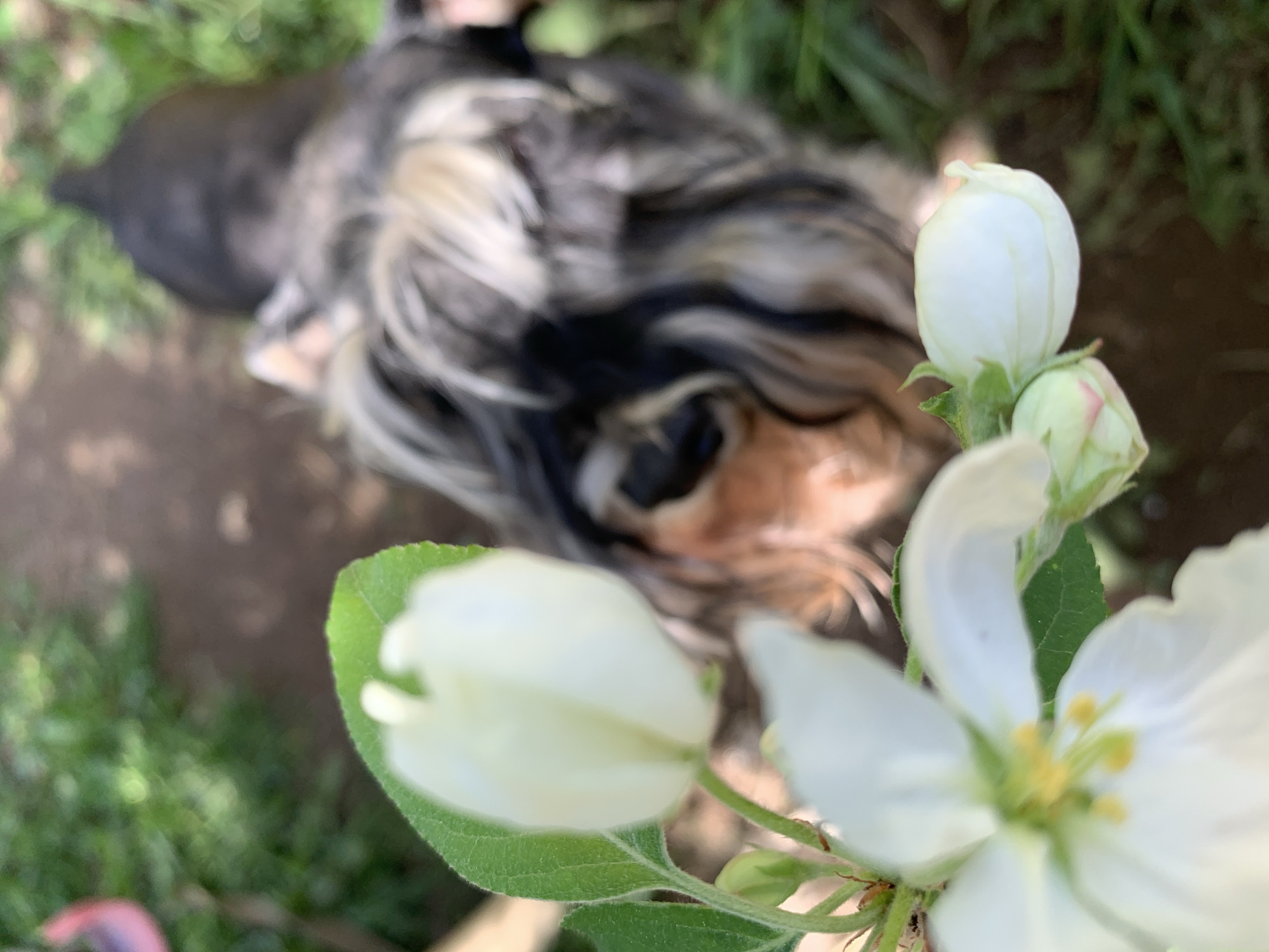 A close-up, high-angle shot captures white flowers with green leaves in the foreground. Behind the flowers, a dog with black, white, and tan fur is visible, lying on a surface that appears to be bare ground or possibly a path. The background includes green vegetation. The location is Zasechnyi, Russia.