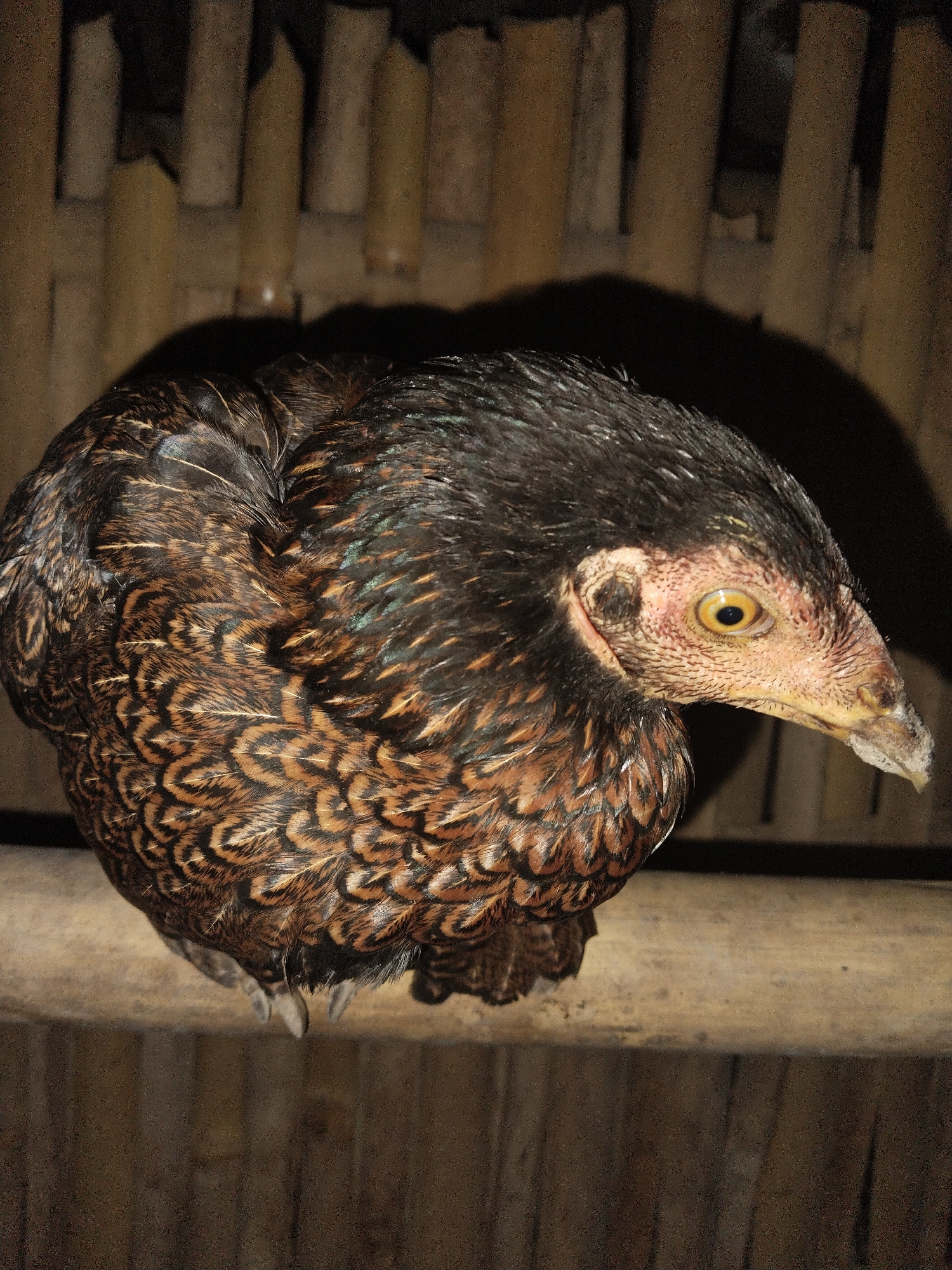 A close-up shot shows a hen with brown and black feathers perched on a thin, light-colored wooden bar. The hen's head is turned to the right, revealing a yellow eye and a pale beak. The background appears to be a wall constructed of closely placed, vertical bamboo poles. The location is unknown.