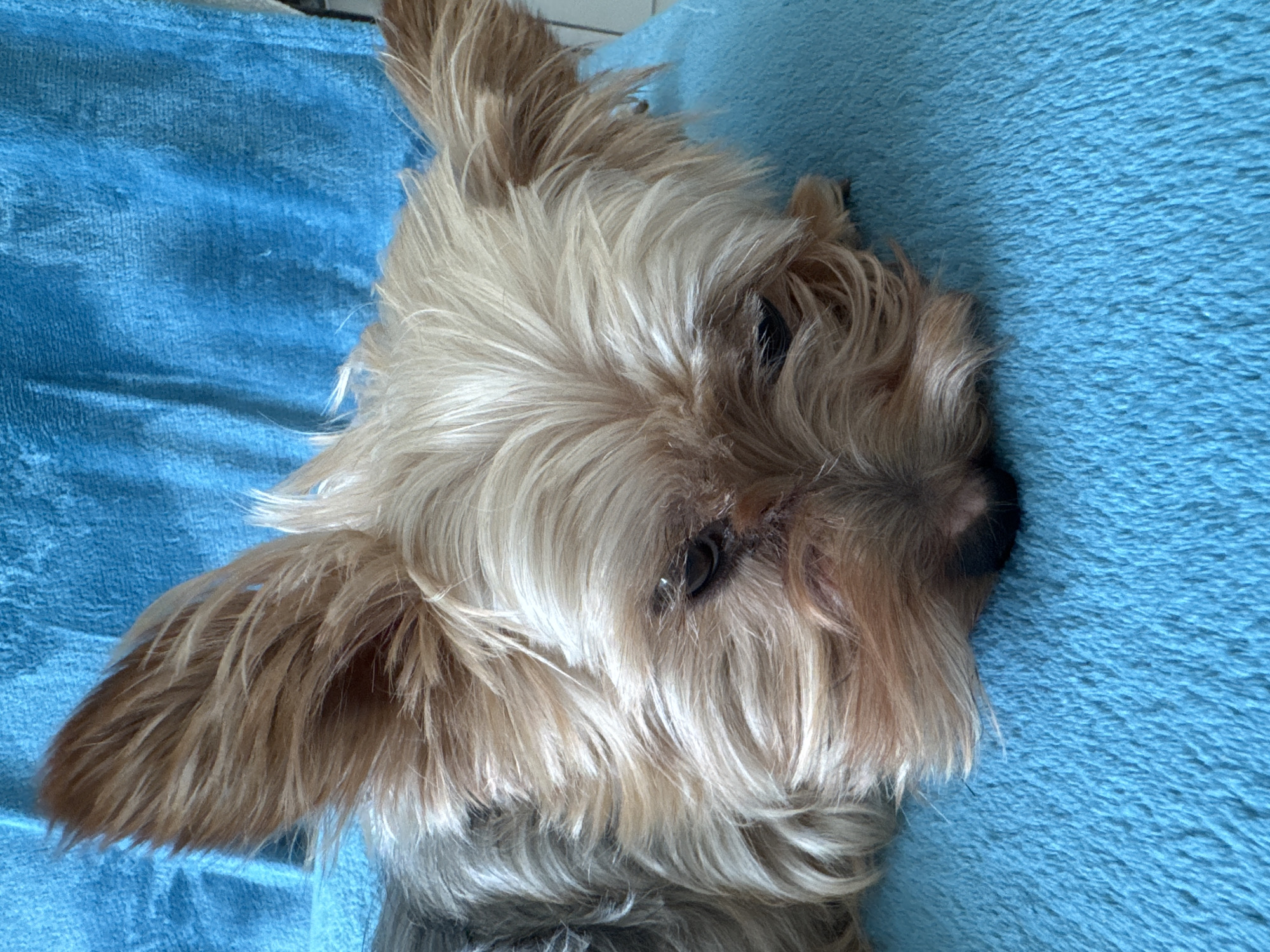 A close-up, eye-level shot shows a Yorkshire Terrier lying on a textured, bright blue towel. The dog's head is tilted down, with its snout resting on the towel. Its light brown and gray fur is visible, with its large ears perked up and facing slightly forward. The dog's eyes are dark and appear to be looking downward. The background is the same blue towel, providing a consistent and simple setting. The scene is captured indoors, likely in a home, within Agios Tychona Community, Cyprus.