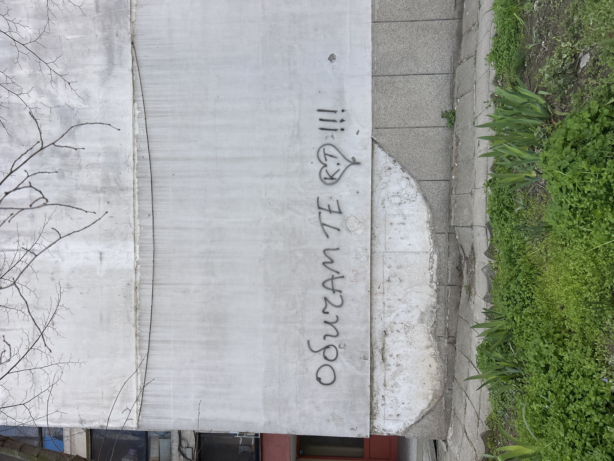 The image shows a section of a concrete building in Plovdiv, Bulgaria. On the gray concrete wall is graffiti, which reads "Obicham Te KT" followed by a heart symbol with "KT" inside and three exclamation marks. The graffiti is in black or dark gray. To the right of the wall is a paved sidewalk area, with a section that appears to be repaired or patched. Beyond the sidewalk is a strip of green vegetation, including clovers and some longer pointed leaves. To the left, some bare tree branches are visible. The image is taken from an elevated perspective.