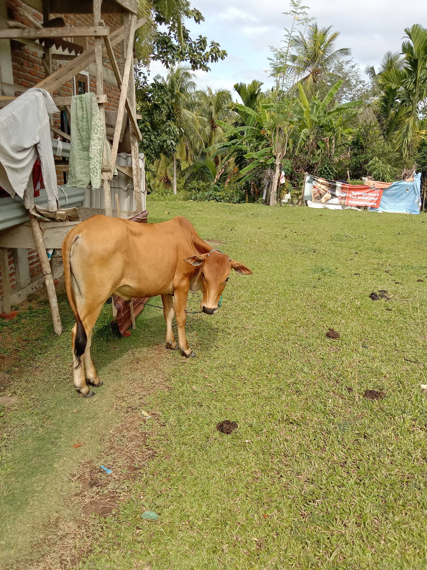 A medium shot captures a brown cow standing in a grassy field in Blangkarieng, Indonesia. The cow has a black tail and dark hooves. Behind the cow is a wooden structure with laundry hanging. In the background, there are tropical trees and a banner advertising a drink. Cow manure is scattered on the grass.