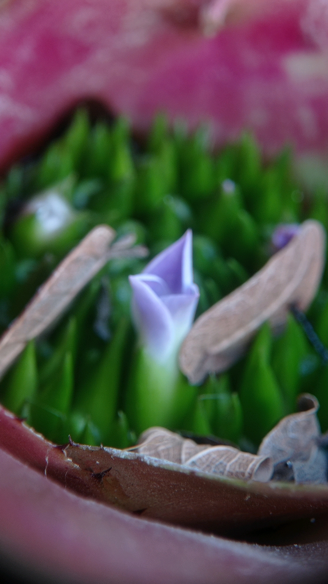 This is a macro photograph of a partially opened purple flower bud surrounded by numerous spiky green leaves. The flower bud is centrally located, with its petals tightly furled, revealing a delicate lavender hue near the center that fades to white at the base. Two dried, brown leaves, appearing somewhat curled and textured, are positioned on either side of the flower, partially obscuring the green foliage. The background is a blur of soft pink and vibrant green, suggesting a larger floral arrangement or garden setting. The foreground features the edge of a reddish-brown, textured surface, possibly a pot or a larger leaf, with a worn and slightly peeling texture. The focus is shallow, emphasizing the detail of the flower and foreground elements while softening the background. The image appears to be taken in a natural or botanical setting. Given the lack of specific landmarks or distinguishing features, it is impossible to determine its precise location within Batu, Indonesia.