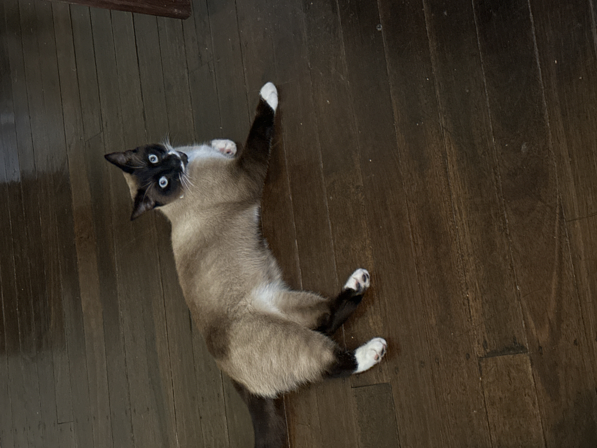 A Siamese cat with dark points and blue eyes lies on a dark wooden floor. The cat is oriented with its head facing the right side of the frame and its body stretched out towards the left. Its tail is dark and extends to the left. The cat has white paws and a white chest patch. The wooden floor appears to be well-worn with visible grain and some dust particles. The lighting suggests an indoor environment. The location in Thora, Australia is not discernible from the image.